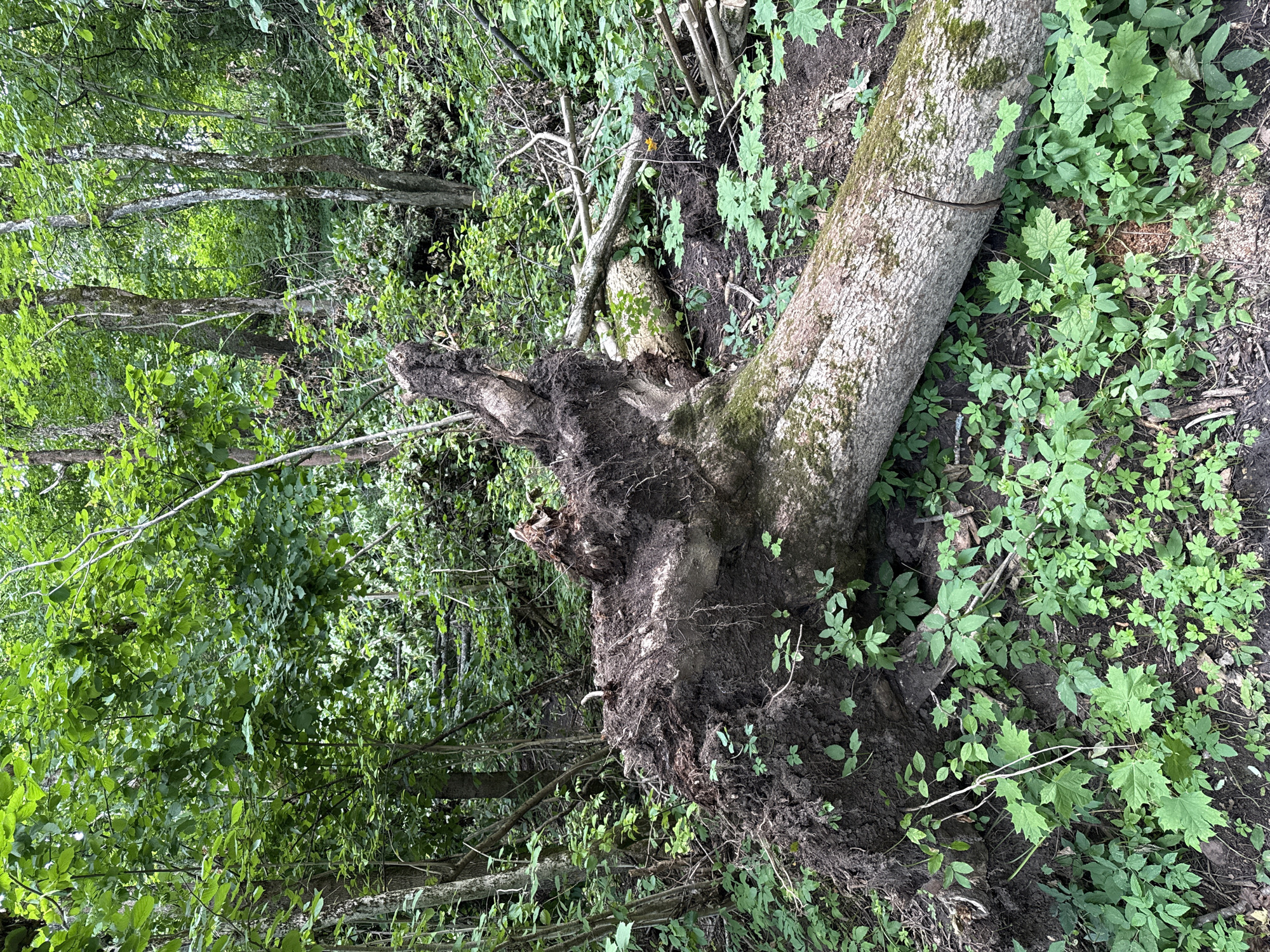 A fallen tree lies in a forest, its roots exposed. The tree is large, with a thick trunk covered in moss. It is surrounded by lush green undergrowth and other trees. The scene is illuminated by natural light filtering through the canopy. The location is the Krasnoye Selo, Russia, city park.