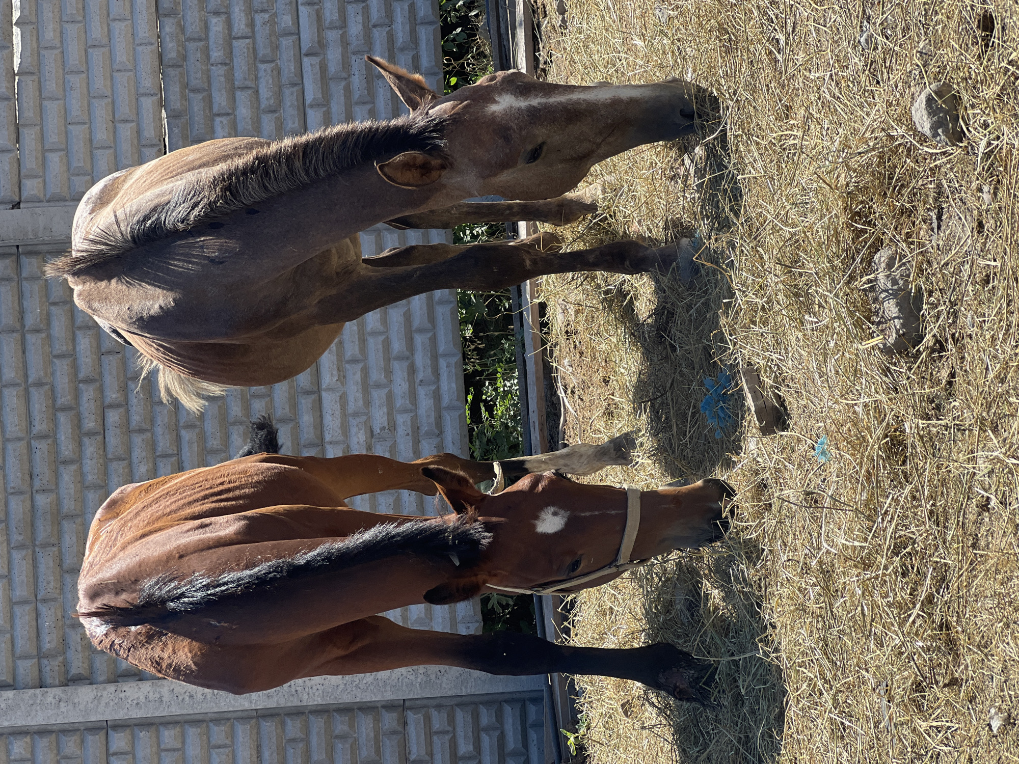 The image shows two young horses grazing on a patch of dry hay in an outdoor enclosure. The horses are standing in front of a grey cinder block wall. The horse on the left is a reddish-brown color with a black mane and tail, and a white marking on its forehead. It is wearing a light-colored halter. The horse on the right is a lighter brown color with a lighter mane and tail, and white markings on its face. Both horses have their heads down, eating the hay. There are some rocks and a piece of blue plastic visible in the hay. The environment appears to be rural, possibly a farm or stable. The location is identified as Дачное, Kyrgyzstan.