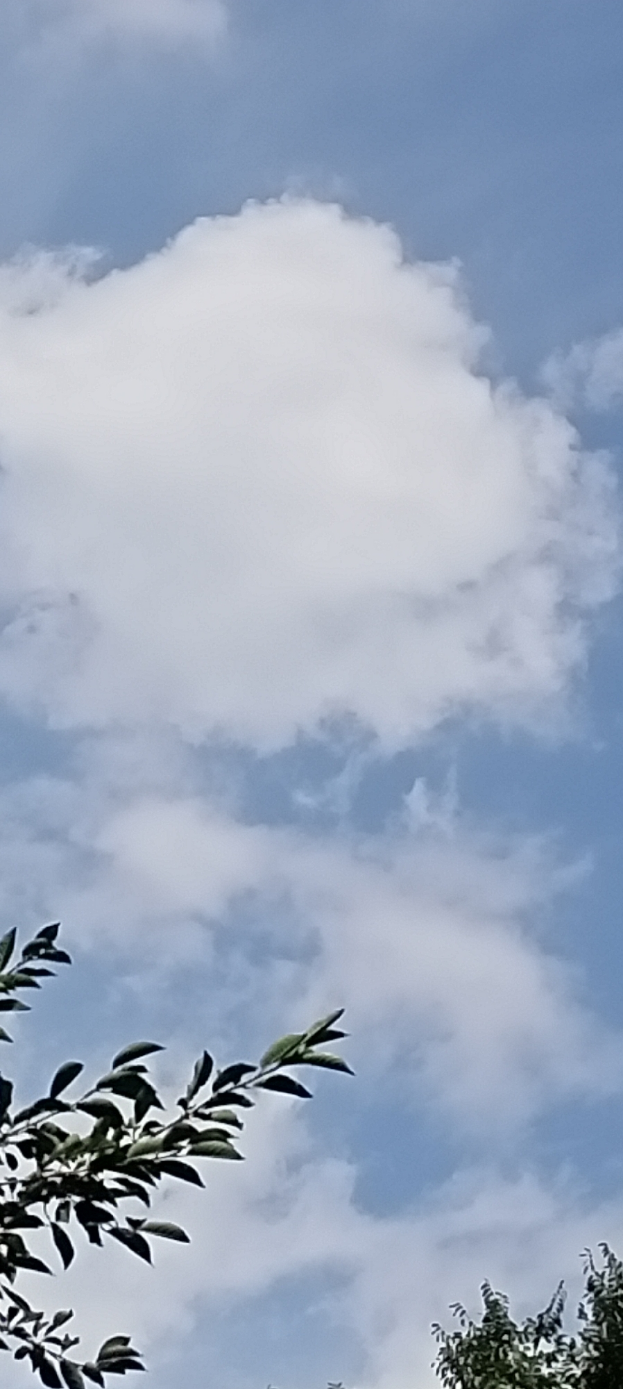 This is a vertical, medium-shot, outdoor photograph taken from a low angle, looking up at a blue sky with white clouds. The bottom portion of the image is occupied by the dark green foliage of trees. A large, puffy white cloud is prominent in the upper half of the frame, with smaller, wispy clouds scattered around it. The leaves of the trees are silhouetted against the sky and appear to be in focus, while the clouds are slightly blurred. The image captures a natural scene with a focus on the sky and vegetation. The location is Sokuluk, Kyrgyzstan.