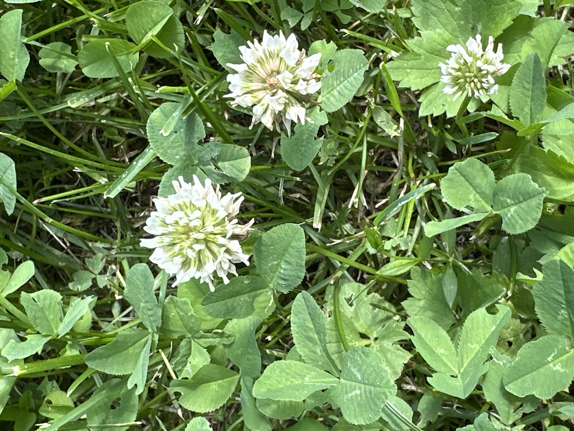 The image shows a close-up view of clover flowers and leaves growing in a grassy area. There are three white clover flowers visible, one in the upper left, one in the upper right, and one in the lower right. The flowers are round and fluffy with many small petals. The leaves are trifoliate, meaning they have three leaflets. The clover is growing amidst green grass and other vegetation. The lighting suggests it is daytime. The image does not contain any people or structures, and thus provides no information about the city of Znamya Oktyabrya, Russia.