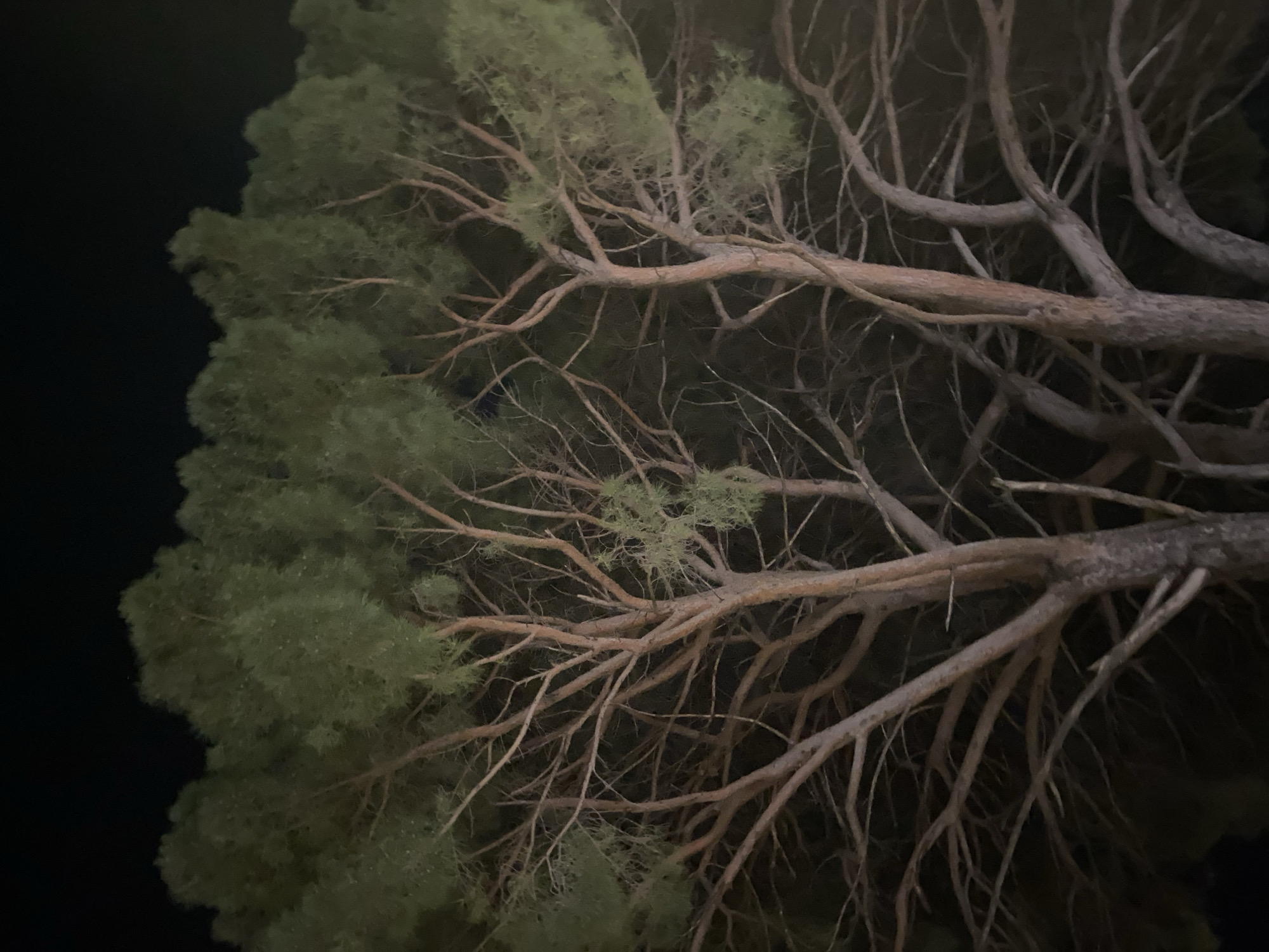 A nighttime photograph, taken in Budva, Montenegro, depicts the upper section of a large, mature pine tree. The image is dominated by the tree's dense canopy of dark green, needle-like foliage and an intricate network of thick, reddish-brown branches. Several substantial trunks and numerous intertwining branches are visible, ascending and fanning out across the frame. The background consists of a uniformly dark, unlit sky. No individuals, man-made objects other than the tree itself, specific actions, or interactions are present in the scene. The tree is illuminated by an unseen, external light source, highlighting its form against the nocturnal environment.
