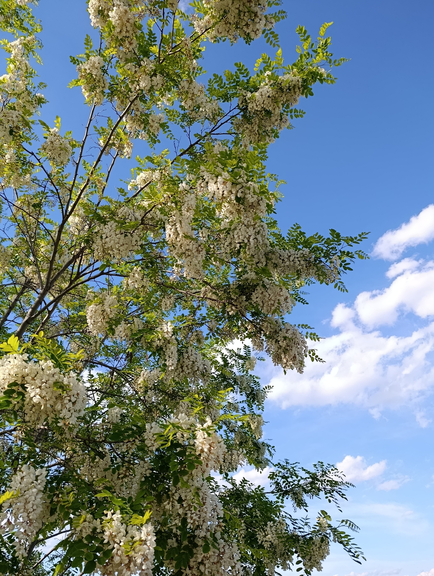 The image shows a flowering tree with clusters of white blossoms and green leaves set against a blue sky with scattered white clouds. The location is Generalovo, Bulgaria. The tree's branches extend in various directions, partially obscuring the sky. No people or animals are visible in the scene.