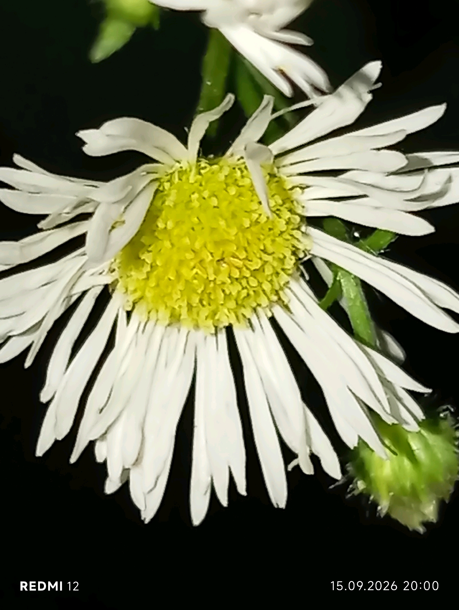 A close-up, low-angle, low-light shot shows a single white daisy with a yellow center against a dark background. The daisy's petals are elongated and fanned out, some appearing wilted or bent. To the right of the daisy, a green, fuzzy bud is visible. In the bottom left corner, "REDMI 12" is imprinted. In the bottom right corner, the date "15.09.2026" and time "20:00" are imprinted. There is no visible indication of the city of Smila, Ukraine, or any people within the frame.
