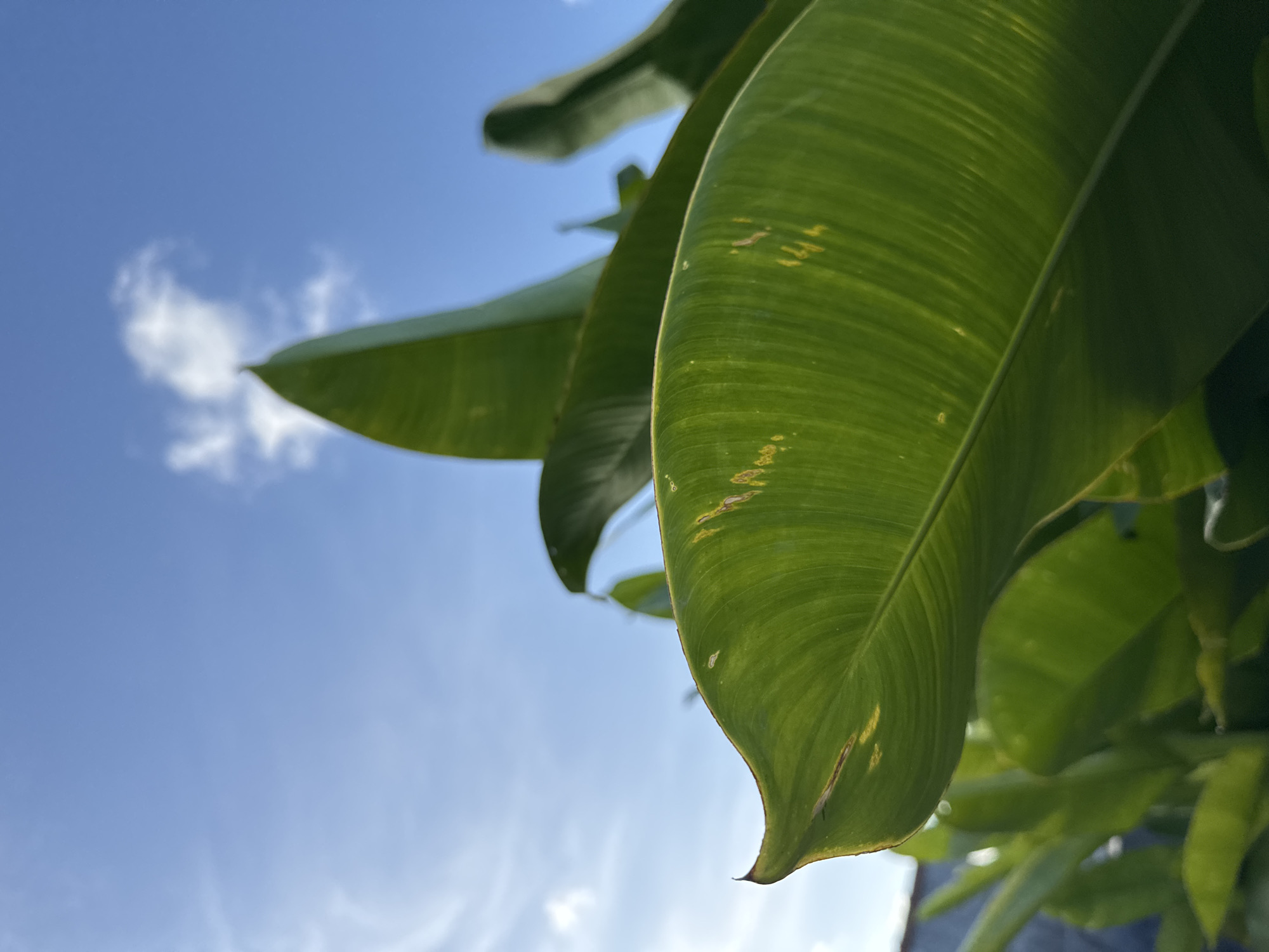 An extreme close-up shot focuses on the vibrant green leaves of a plant, set against a clear blue sky with wisps of white clouds. The leaves are large and broad, with visible veins and a slightly glossy texture. Some of the leaves have subtle yellowing or browning spots, suggesting natural wear or slight damage. The foreground is dominated by the plant's foliage, with the sky occupying the upper portion of the frame. The image evokes a sense of lush tropical vegetation under a bright, sunny day. The setting appears to be outdoors, possibly in a garden or park environment. Given the context of Kuta Selatan, Indonesia, this scene is likely characteristic of the region's tropical climate and abundant plant life.