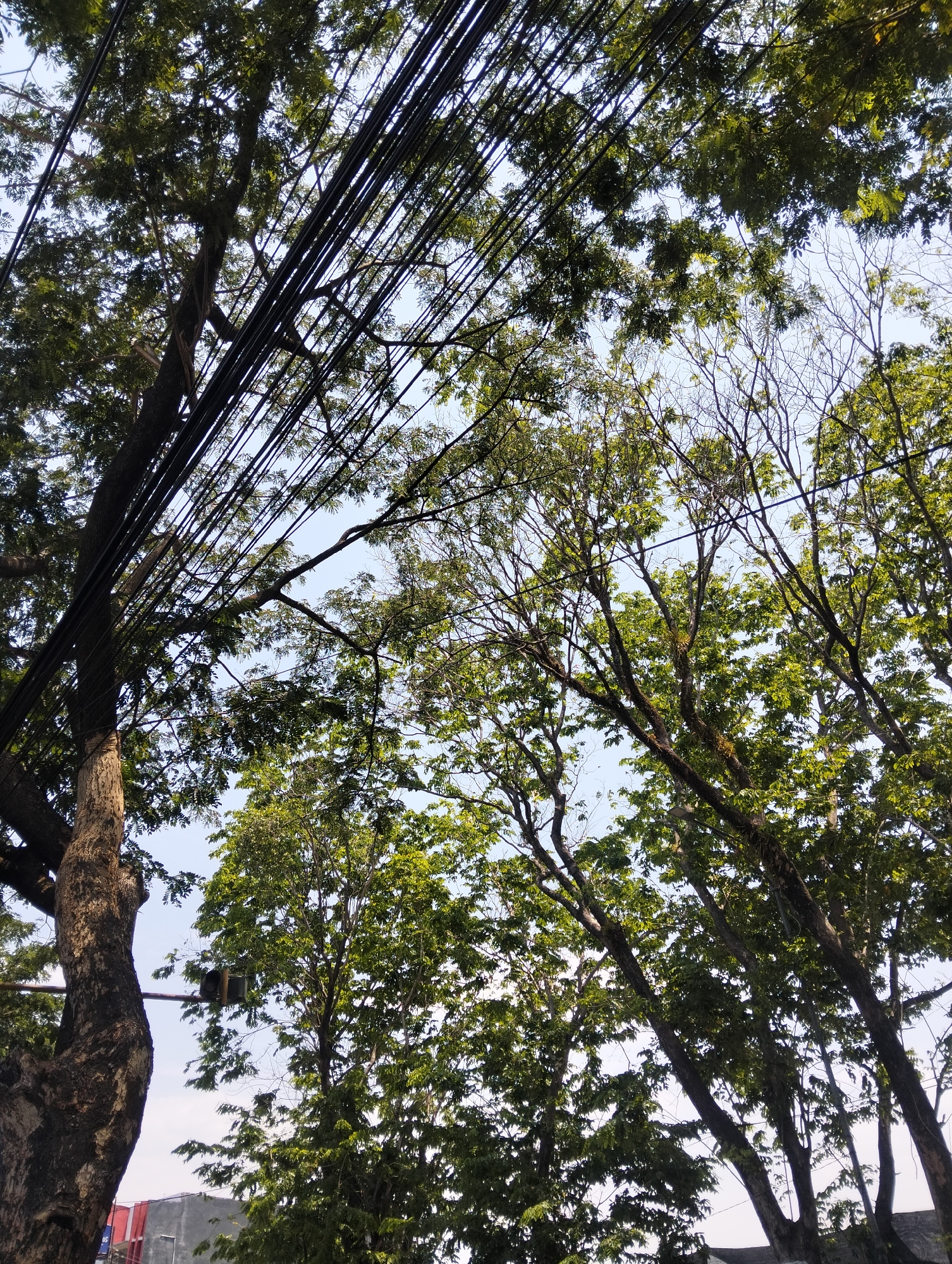 The image depicts an upward view of tall trees with lush green foliage against a clear, pale blue sky. A dense network of black electrical wires is prominently stretched across the upper portion of the frame, obscuring some of the sky and tree branches. The trees, characterized by their thick trunks and extensive branching, create a canopy that filters the sunlight. In the lower left of the image, a portion of a traffic light structure is visible, mounted on a horizontal pole that extends from the large tree trunk. The trees are situated in an urban environment, as indicated by the presence of power lines and the glimpse of buildings and structures at the bottom of the frame, suggesting a street scene in Semarang, Indonesia.