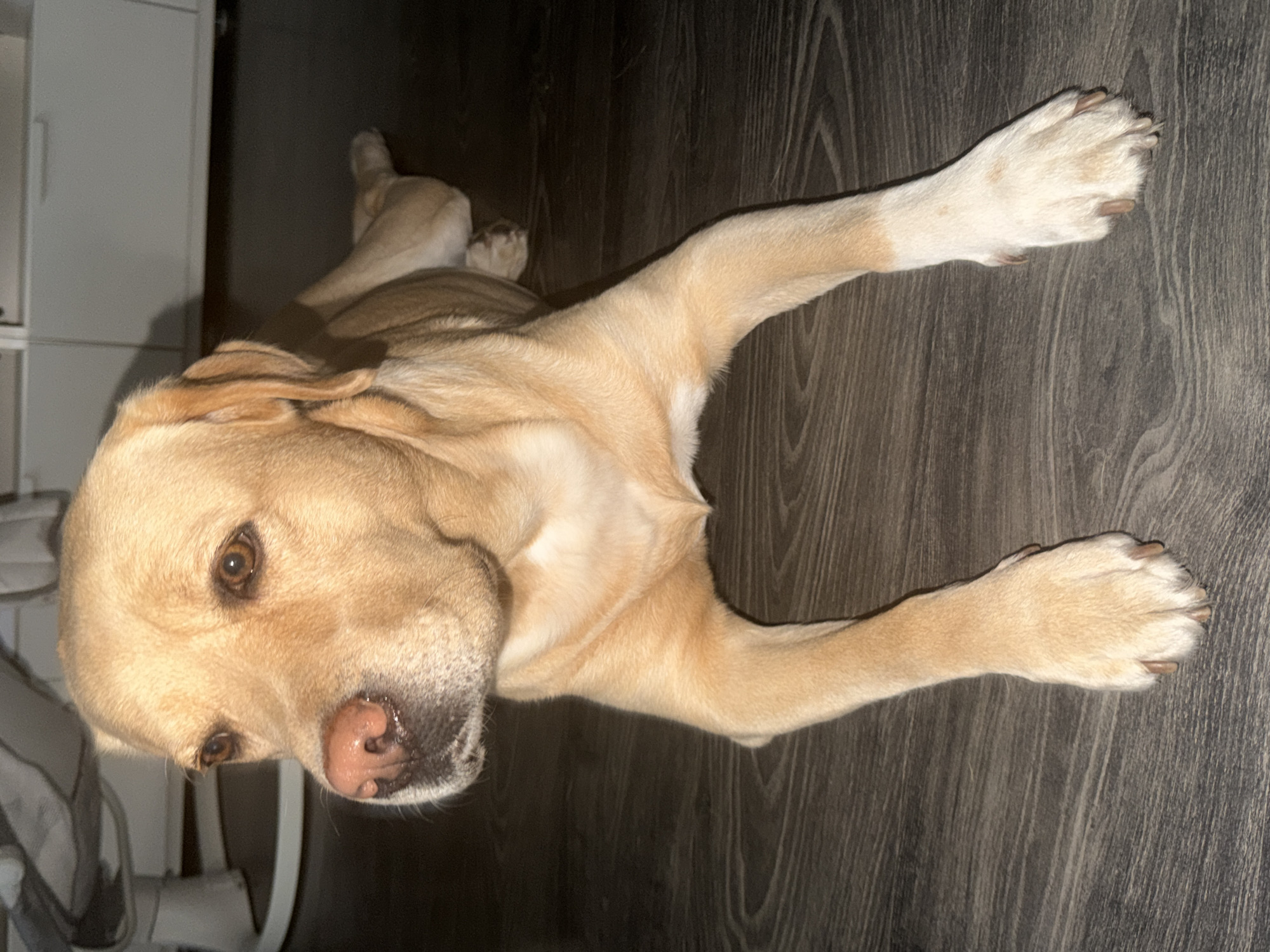 A light-colored Labrador dog is lying on a dark wood-grain floor. The dog is facing to the left of the frame, with its head turned slightly towards the viewer. Its ears are long and floppy, and its eyes are a warm brown color. The dog's nose is a soft pink, and its mouth is slightly open. Its front legs are extended forward, and its paws are visible. The dog's fur is short and appears to be a golden or cream color. The background of the image is out of focus, but appears to be an indoor setting with some furniture. The lighting is dim, creating shadows on the floor.