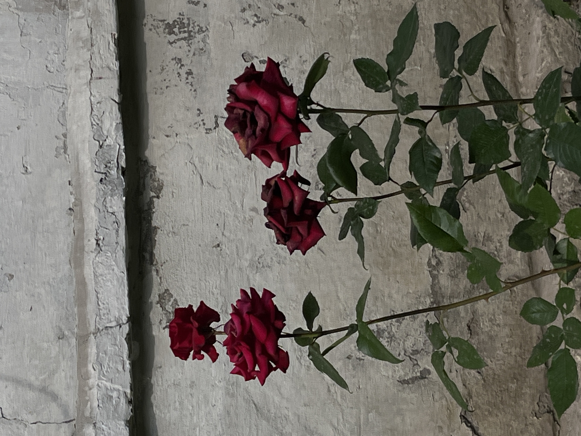 A vertical, slightly grainy, medium shot captures a branch of dark red roses with green leaves against a textured, light gray, rough-hewn wall. The wall appears weathered, with patches of peeling paint and a visible vertical crack running down the left side, suggesting an outdoor or old building setting. The roses are the primary subjects, with four blooms and several leaves visible. They are in various stages of bloom, with some appearing fully open and others more tightly furled. The roses are a deep, rich red color, and the leaves are a dark, vibrant green. The lighting suggests it might be daytime, but the overall mood is somewhat subdued due to the muted colors and rough textures. The image is composed in a way that emphasizes the natural beauty of the roses against the stark, weathered backdrop. There is no visible text in the image. The location context is Lviv, Ukraine.