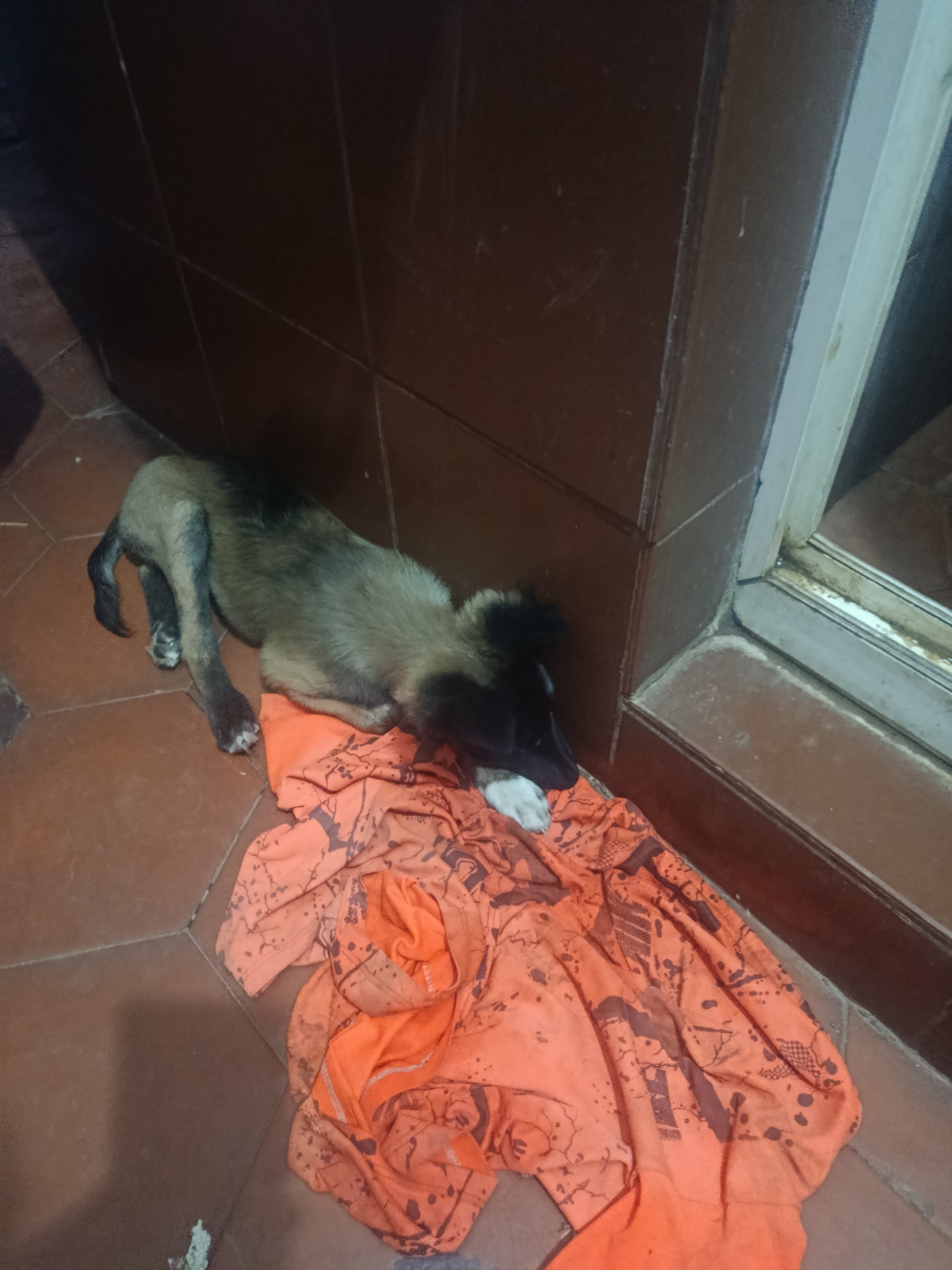 A young, possibly malnourished, dog is lying on an orange patterned cloth on a tiled floor. The dog has dark fur on its head and back, fading to lighter brown and tan on its body. The dog’s front left paw is white. The dog is positioned in the corner of a room against a brown tiled wall, with a metal-framed window or door adjacent. The overall scene appears to be indoors. There is no other information present in the image to confirm a location in Juan Griego, Venezuela.