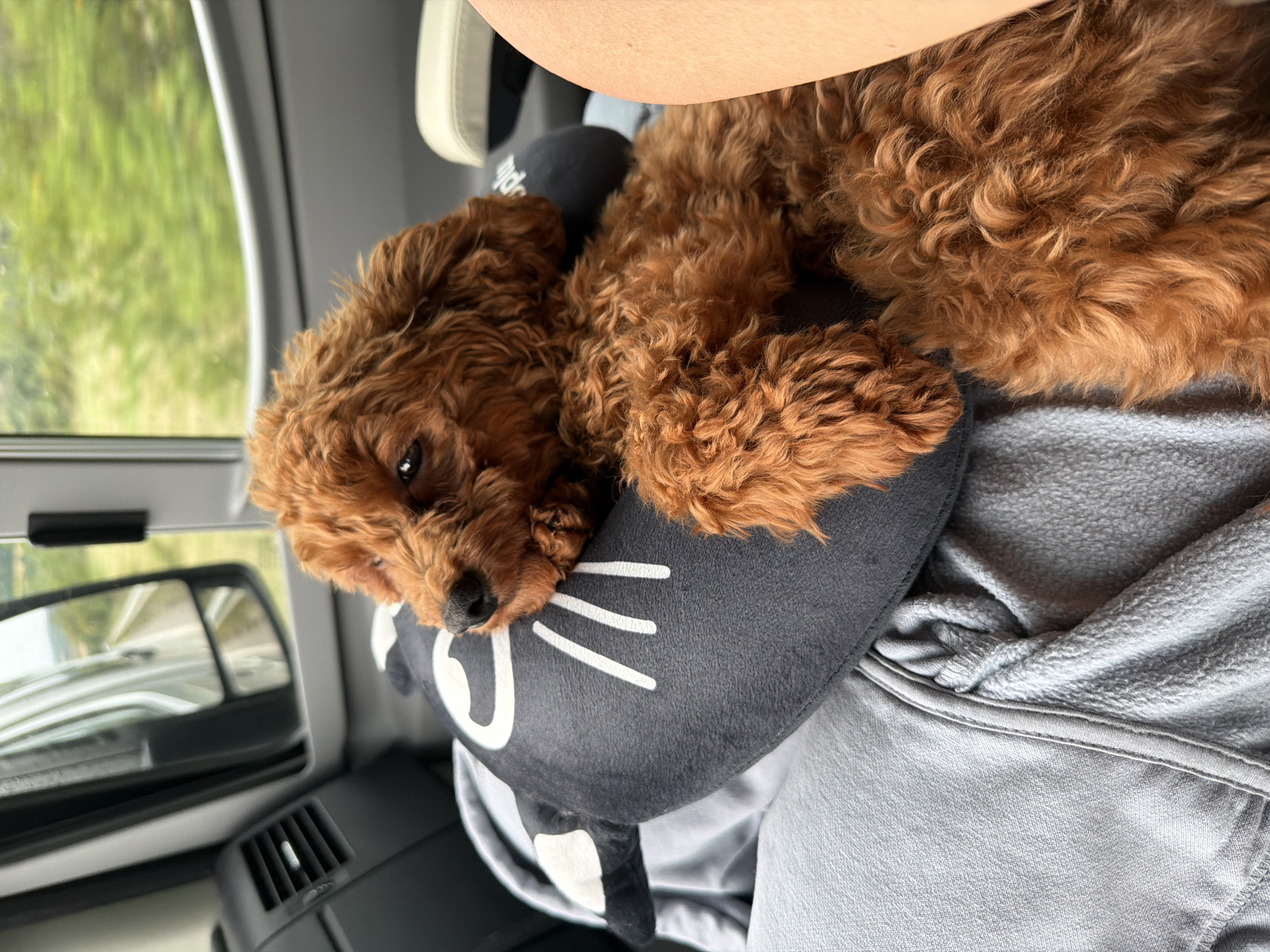 A reddish-brown Poodle puppy is resting on a grey cat-shaped pillow inside a vehicle. The puppy is lying on its side, with its head resting on the pillow. The puppy's fur is curly and fluffy. The pillow is placed on the lap of a person wearing a grey hooded sweatshirt. In the background, through the window of the vehicle, a blurry green landscape is visible, suggesting the vehicle is in motion. The interior of the vehicle includes a car vent and a side mirror, reflecting a road and a field. The location is not specified in the image, and therefore cannot be determined to be Mirkovo, Bulgaria.