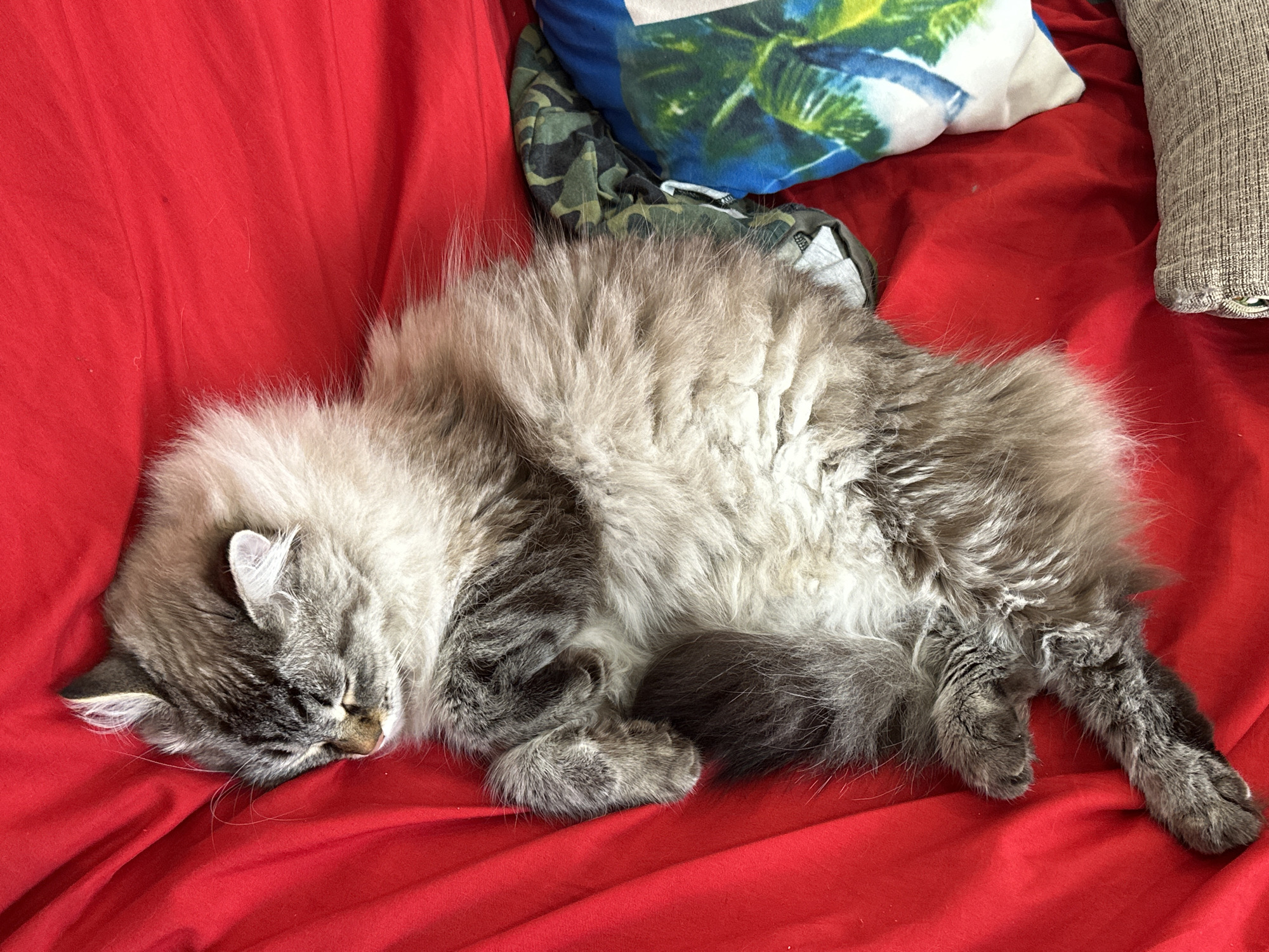 A long-haired gray and white cat is sleeping curled up on a vibrant red surface, likely a blanket or sofa. The cat's eyes are closed, and its face is partially obscured by its fur. In the background, to the upper right, there are three pillows: one with a blue and green tropical pattern, another with a camouflage pattern, and a textured gray pillow. The image captures a domestic scene, possibly within a home in Podolsk, Russia.