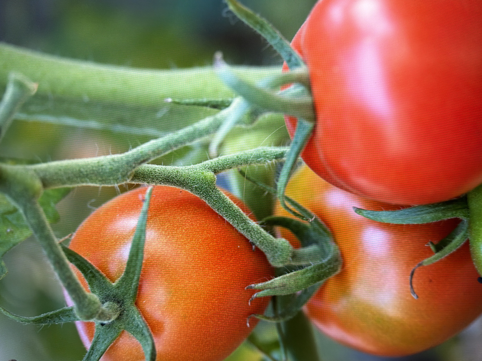This is a close-up, eye-level shot of ripening tomatoes on the vine, set against a blurred green background. The tomatoes are clustered together, with the closest one in sharp focus, displaying a vibrant orange hue with hints of red. Its stem and sepals are a deep green, fuzzy to the touch. Behind it, another tomato is visible, transitioning from yellow to orange. The largest tomato, positioned at the bottom right, is a rich, saturated red, its smooth skin catching the light. The vine stems are thick and green, with a fuzzy texture. The overall impression is one of natural growth and abundance. The image does not contain any identifiable landmarks or elements that would suggest a specific location within the city of Kyiv, Ukraine.