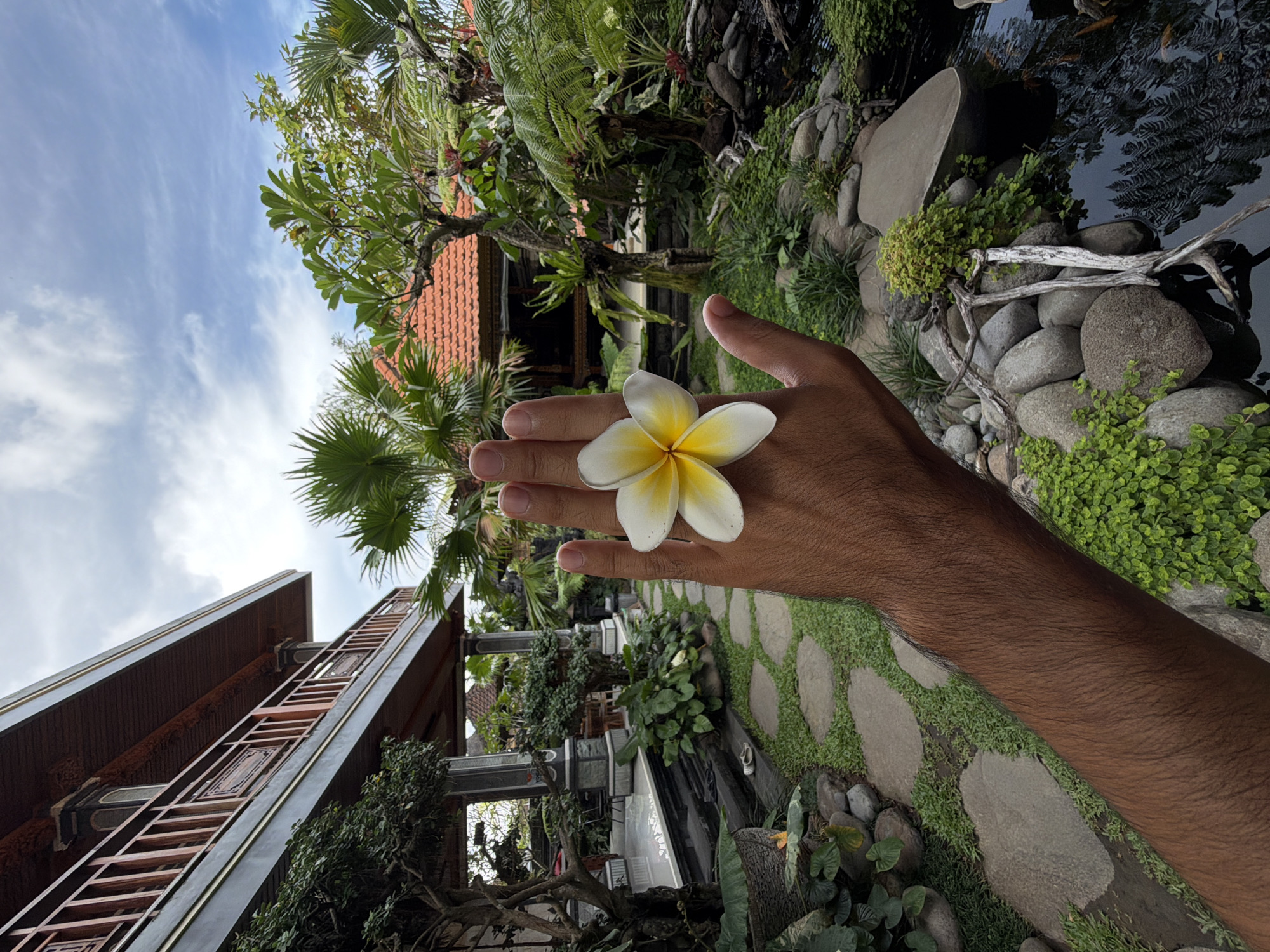 The image presents a first-person view of a hand holding a plumeria (frangipani) flower in a lush tropical garden setting in North Kuta, Indonesia. A right hand and forearm, with a medium-dark skin tone, are centrally positioned, gently supporting a white and yellow plumeria blossom.
The background reveals a beautifully landscaped environment. To the left, a multi-story building with traditional Indonesian architectural elements is visible, featuring an ornate wooden balcony or facade and a distinctive reddish-brown tiled roof. Abundant tropical vegetation, including palm trees, ferns, and various leafy plants, surrounds the building and fills the garden. On the right, a calm pond or water feature reflects the surrounding greenery, bordered by smooth, grey river stones and pieces of driftwood. A winding pathway made of irregularly shaped stepping stones set into green grass leads through the garden.
The scene is illuminated by natural daylight, with a bright blue sky partially covered by wispy white clouds. The overall impression is one of tranquility and natural beauty, characteristic of a tropical resort or private garden. There is no visible text in the image.