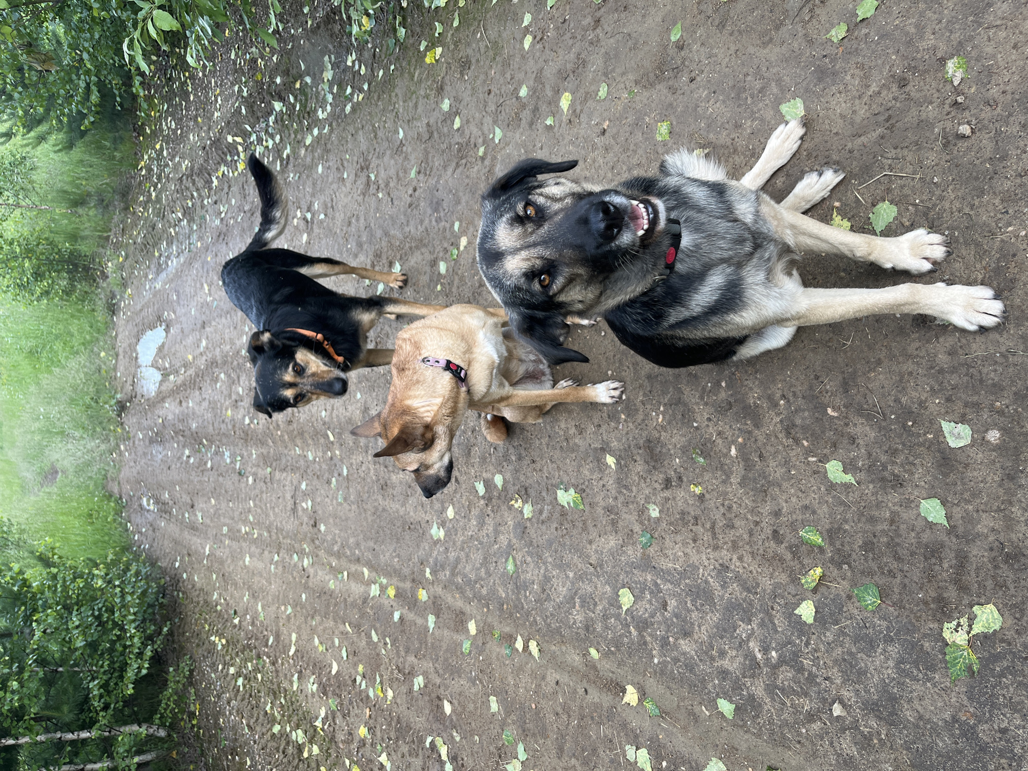 Three dogs are positioned on a dirt road in a wooded area. The dog in the foreground is a large, grey and black German Shepherd mix, sitting with its front legs extended and looking directly at the camera. It wears a red collar. Behind it, a tan dog is sitting and looking to the left. It wears a pink and black collar. The third dog, black and tan with an orange collar, stands further back on the road, facing away from the camera. The road is covered with scattered green and yellow leaves, and tire tracks are visible in the dirt. Lush green foliage and trees line both sides of the road, suggesting a natural or semi-rural environment.