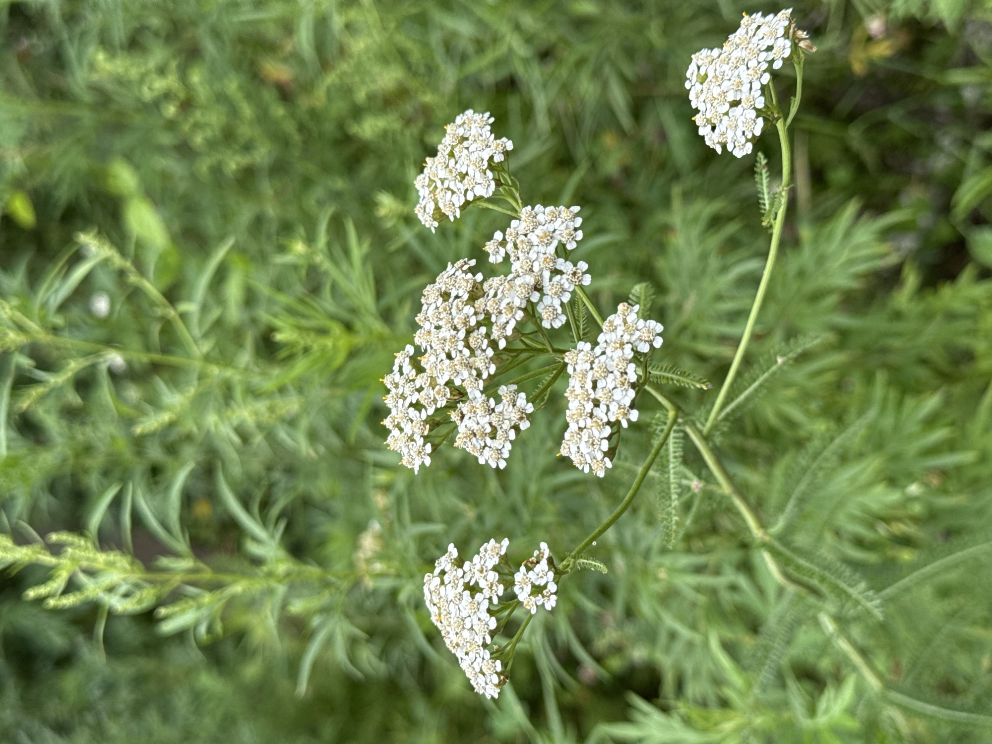 A close-up, eye-level shot captures a cluster of white yarrow flowers with delicate, small petals and yellow centers. The flowers are in bloom, with several umbels of blossoms adorning a slender green stem. The background is a soft blur of lush green foliage, suggesting an outdoor natural setting. The image appears to be taken during the daytime. The specific location in Artyom, Russia, is not discernible from the visual information provided.