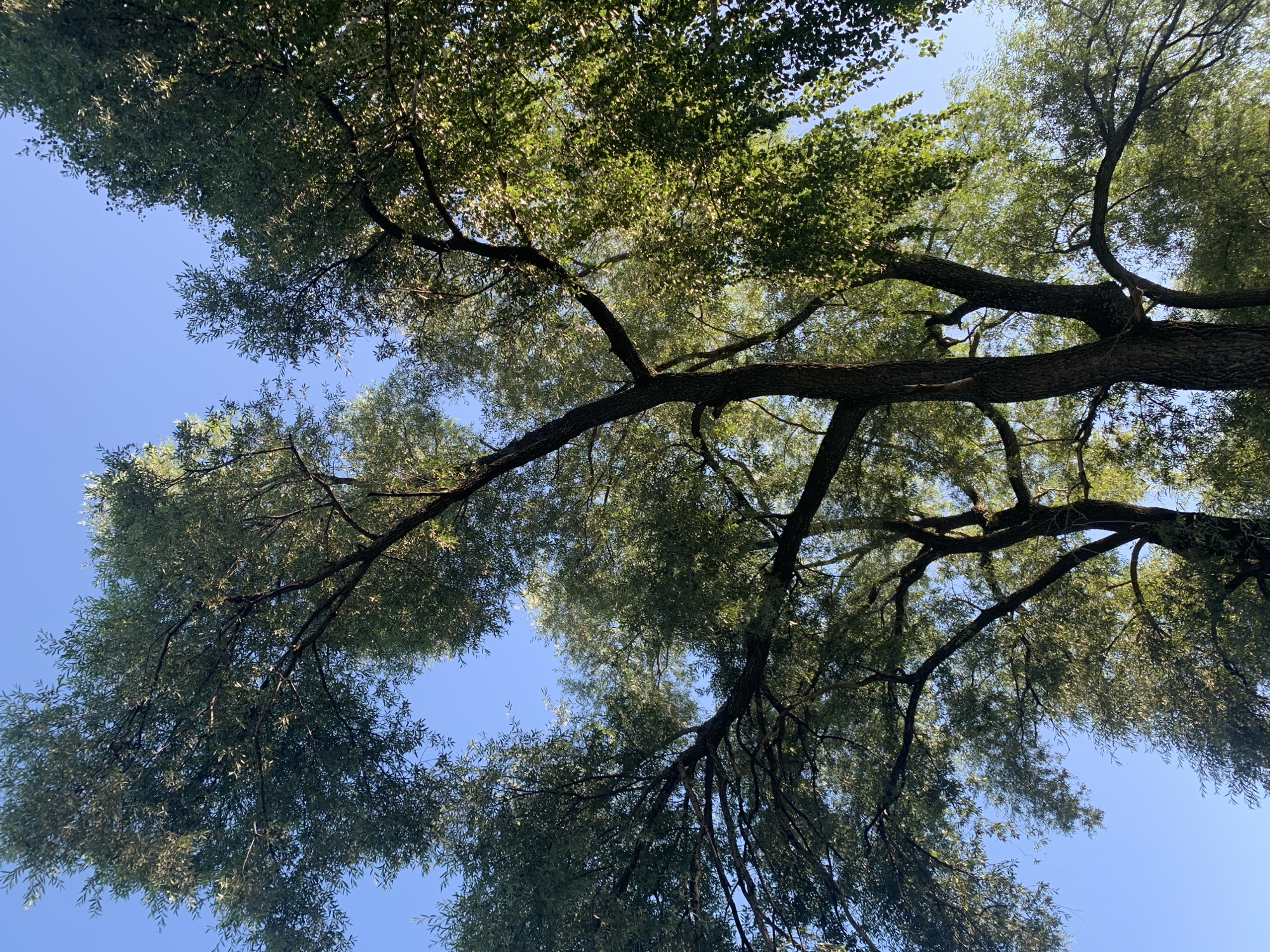 This is a low-angle outdoor shot of the canopy of several trees against a clear blue sky. The trees are tall and leafy with thick, dark brown trunks and branches. The leaves are predominantly green, with some areas appearing lighter due to sunlight filtering through. The overall impression is one of dense foliage and a bright, sunny day. No people or man-made objects are visible in the frame. The scene is a natural environment, likely a park or a wooded area. The image does not provide any specific indicators to determine its location within the city of Asha, Russia.