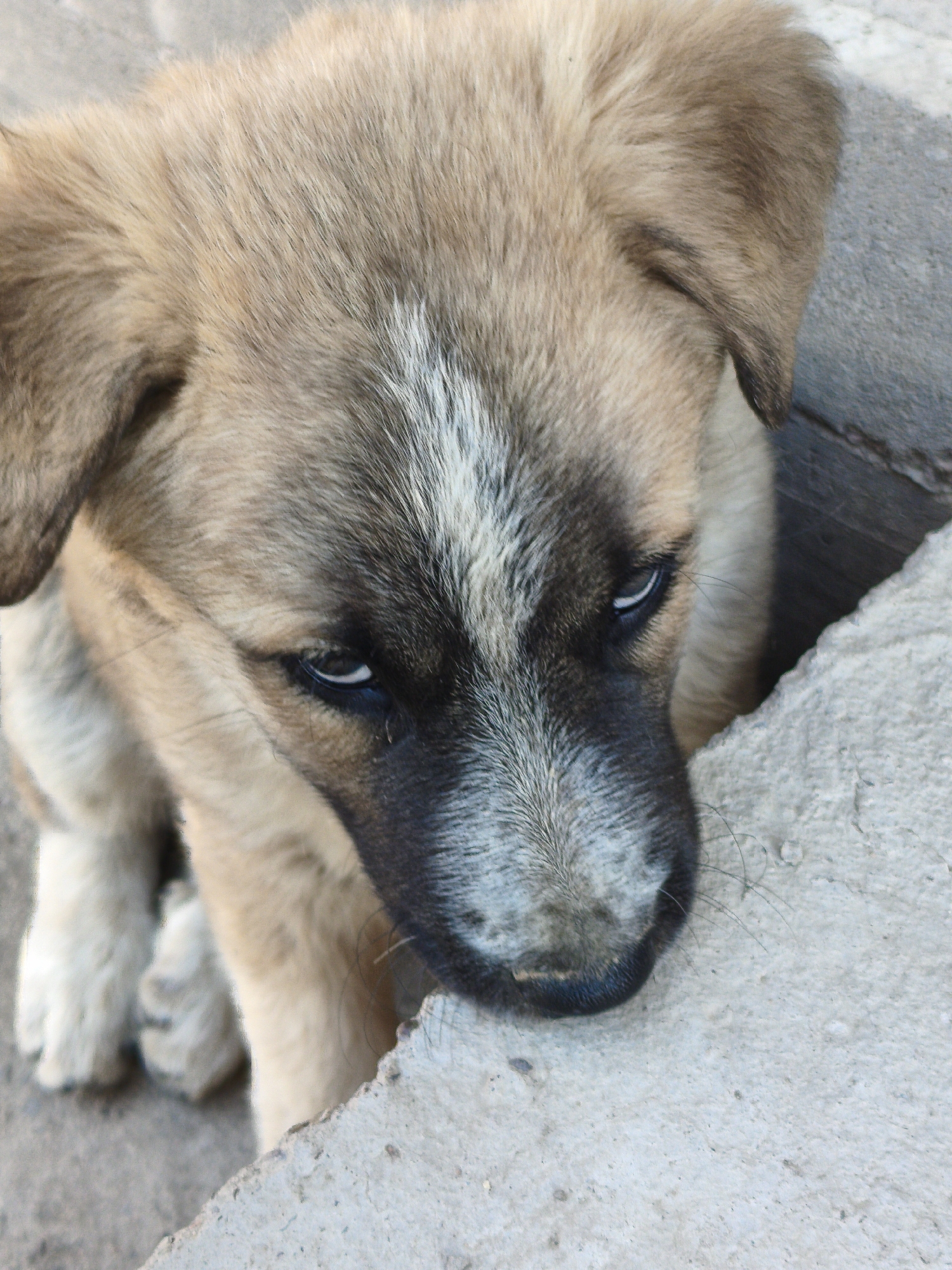 A close-up, high-angle shot shows the face of a young German Shepherd mix puppy resting its head on a rough, light gray concrete surface. The puppy has tan fur on its head and ears, with a white stripe running down the middle of its forehead. Its face is a mix of tan, black, and gray fur. The puppy's eyes are partially closed, and it appears to be looking downward. The background consists of more concrete surfaces. The lighting suggests it is daytime.