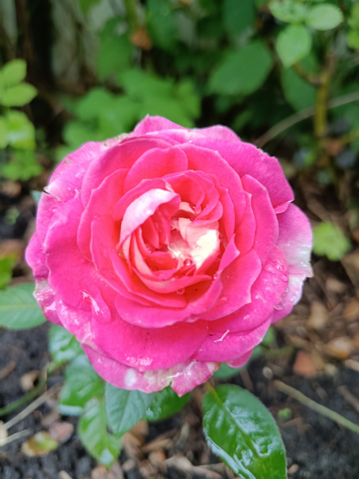 A close-up, eye-level shot captures a vibrant pink rose in full bloom, its petals glistening with dew drops. The rose is the clear focal point, positioned slightly off-center to the right. Its outer petals are a deep, rich pink, fading to lighter pinks and whites closer to the center, which contains splashes of bright yellow. The rose is set against a softly blurred background of lush green foliage and dark soil, suggesting an outdoor garden setting. The overall impression is one of natural beauty and freshness. No people or specific landmarks of Vereya, Russia are visible.