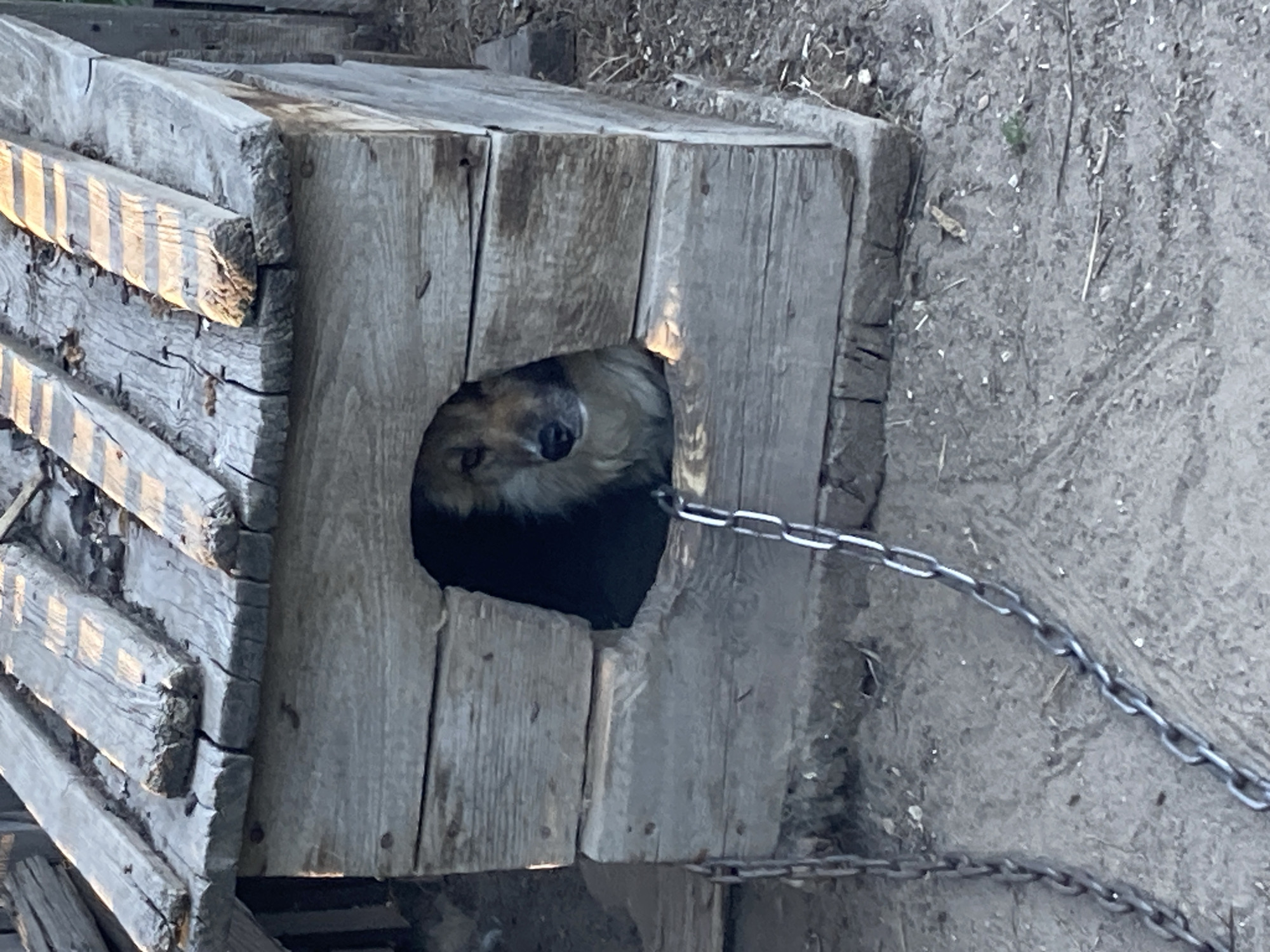A dog, with a light brown and black coat, peeks out of a hole in a weathered wooden doghouse. The doghouse appears to be constructed from rough-hewn planks, showing signs of age and exposure to the elements. The entrance to the doghouse is an irregular opening, likely carved out of the wood. A metal chain is attached to the doghouse and extends out of the frame, suggesting the dog is leashed. The ground surrounding the doghouse is dirt with some scattered debris and dry vegetation. The lighting suggests it could be daytime, possibly late afternoon or early morning, given the shadows and the quality of light on the wood. The scene depicts a rural or outdoor setting, common in areas like Rakity, Russia, where outdoor dog enclosures are prevalent. There are no people visible in the image. The dog's expression is neutral. No text is visible.