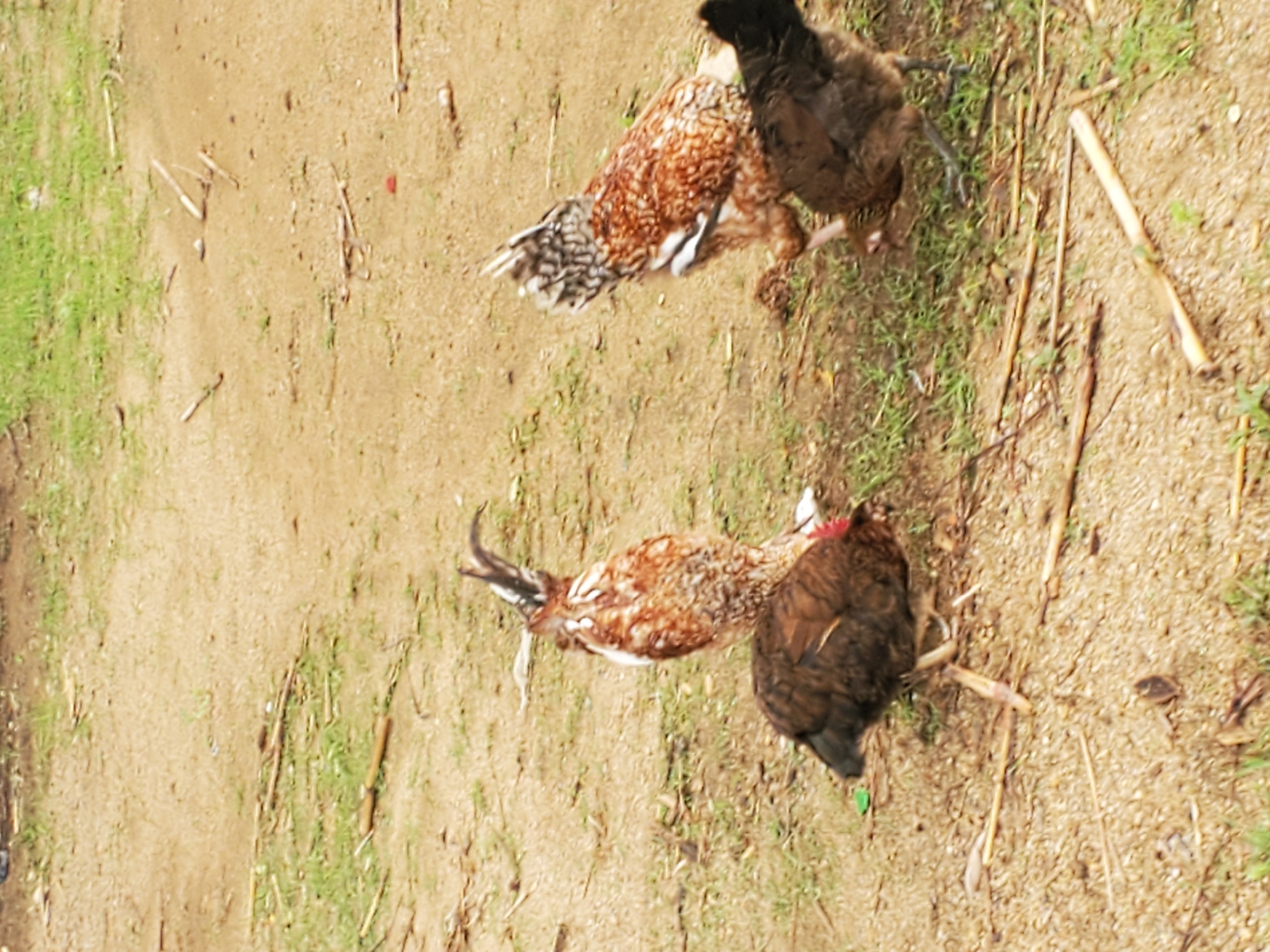 Four chickens are on a dirt ground with some grass. One chicken in the foreground is dark brown. Another chicken behind it is brown and white with its back to the viewer. A third chicken, mostly obscured by the others, is brown and white. The fourth chicken on the right is brown and white. The scene appears to be outdoors in a rural or semi-rural area, likely in the city of Kabwir, Nigeria, given the context of the prompt.