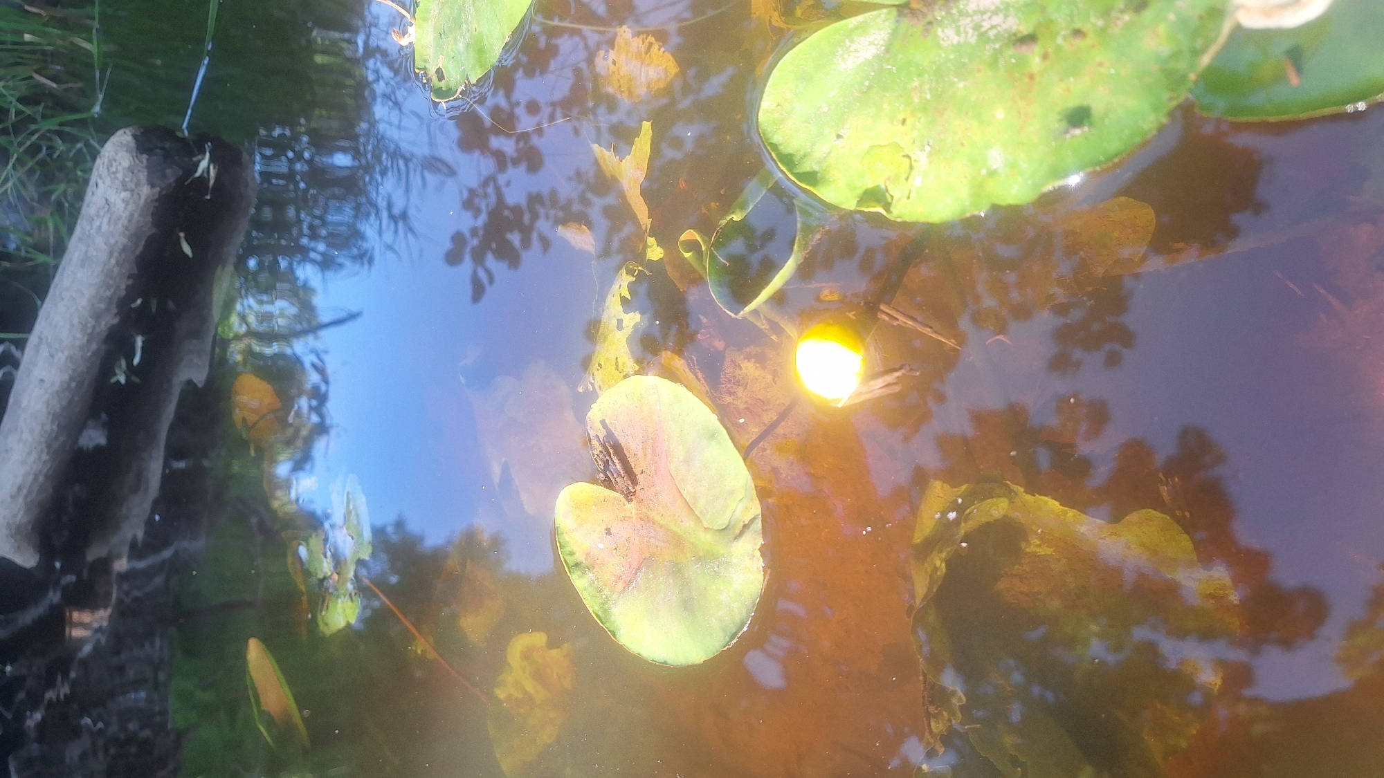 The image shows a close-up view of a pond in Mazpīrāgi, Latvia. The main subjects are several lily pads floating on the murky, brown water. One lily pad in the foreground is tilted, revealing its underside which has reddish-brown markings. Another, larger lily pad is visible towards the top right of the frame, and it appears to be partially submerged. A bright, circular reflection of sunlight is visible on the water's surface, suggesting it is daytime and likely sunny. In the upper left quadrant, a piece of weathered, dark gray wood juts out of the water, possibly a submerged log or branch, with a few small, pale organisms clinging to it. The water reflects the blue sky and the shadows of trees, creating a dappled effect. There are also some fallen leaves and plant debris on the water's surface, contributing to the natural, somewhat unkempt appearance of the pond. The overall impression is one of a peaceful, natural setting, likely in the warmer months given the presence of lily pads. No people or text are visible in the image.
