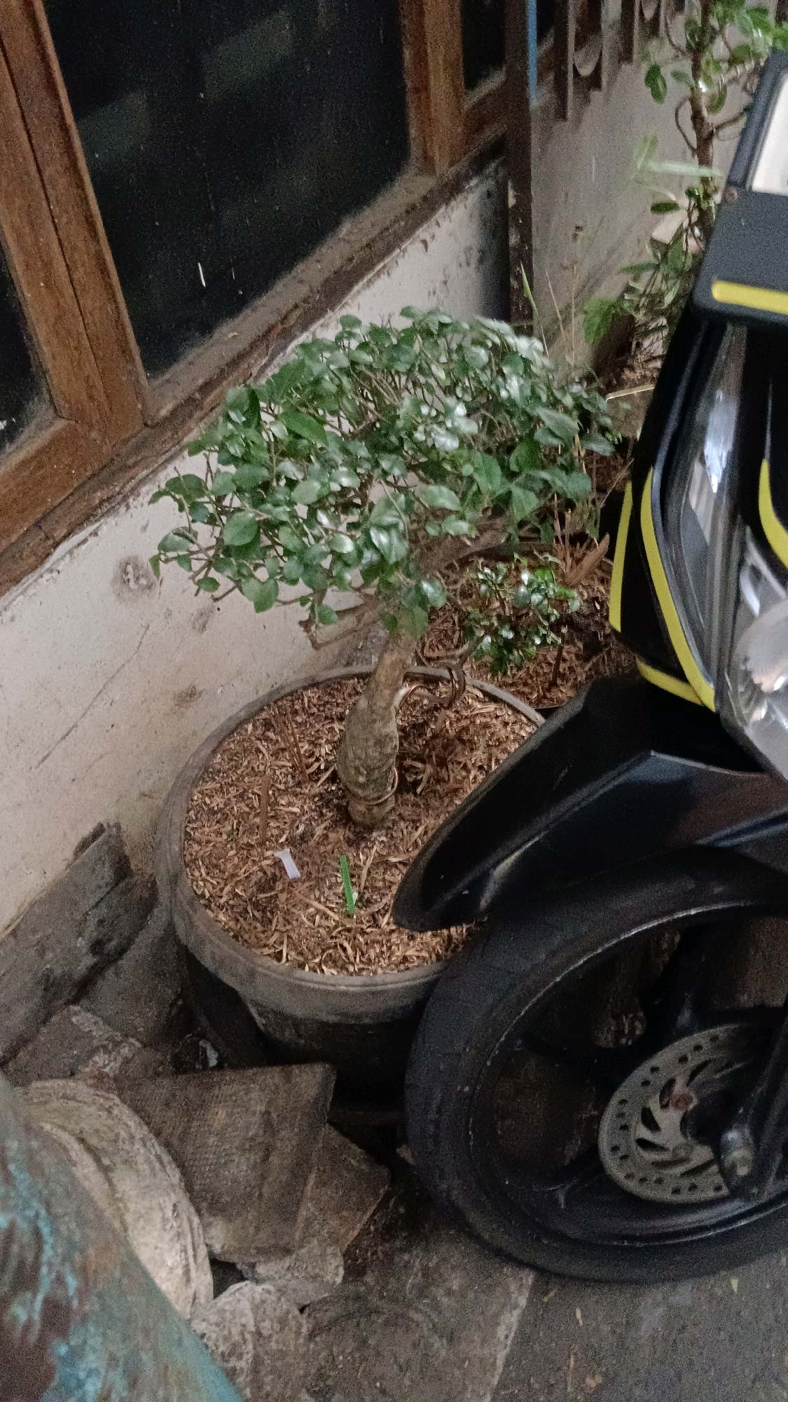 The image shows a potted bonsai tree with lush green leaves, placed in a dark brown circular pot filled with mulch. The pot is situated on a rough concrete surface, next to a black motorcycle tire. The motorcycle is partially visible, with a portion of its black body and yellow trim showing. In the background, a wooden-framed window with dark glass is visible, and a textured concrete wall. The scene appears to be outdoors, possibly in a residential area or a shop in East Jakarta, Indonesia. The lighting suggests it might be daytime, with natural light filtering into the area. No people are visible in the image.