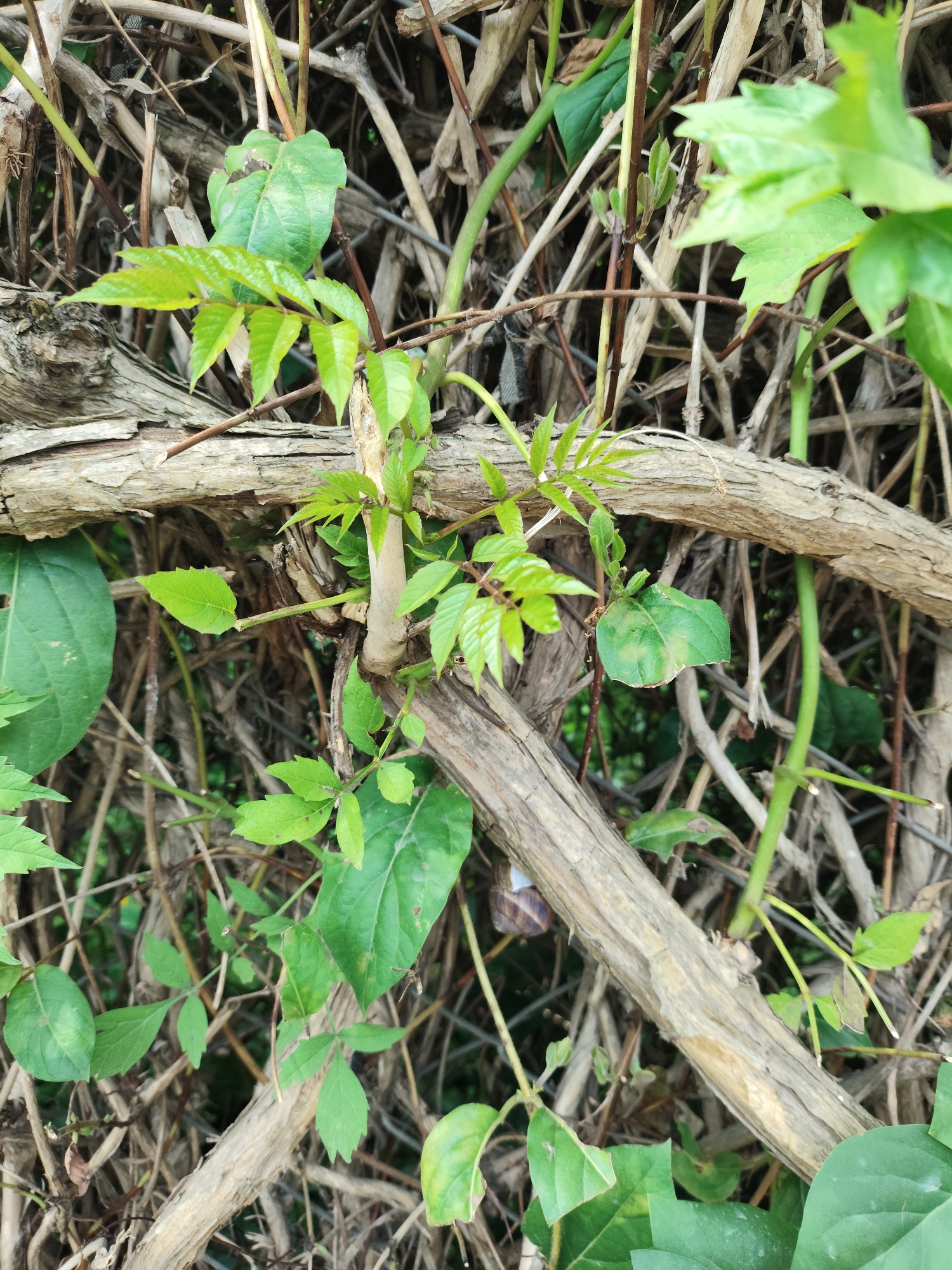 This image depicts a dense entanglement of natural vegetation in the city of Prigorodnyi, Russia. The scene is dominated by multiple interwoven, gnarled, and dry woody branches, ranging from thin to medium thickness, displaying a textured, weathered greyish-brown surface. These branches crisscross the frame, forming a dense natural lattice. Numerous live green leaves and stems are interspersed among the dry wood. Some foliage consists of bright, light green leaves, often appearing in clusters of smaller, serrated leaflets on slender green stems, indicative of new growth. Other leaves are darker green, broader, and generally smoother, with some exhibiting lighter green or yellowish variegation. A thicker, light-colored, smooth vertical stem emerges centrally from behind a dry horizontal branch, supporting bright green foliage. In the lower left section of the lowest horizontal dry branch, a snail with a spiral, banded brown and lighter-toned shell is visible. The background is composed of a tightly packed mass of thinner, dry, brown plant stalks and branches, suggesting dense, overgrown undergrowth or an entangled hedge line, with deeper shadows indicating further obscured vegetation. No human subjects or their direct actions are visible.