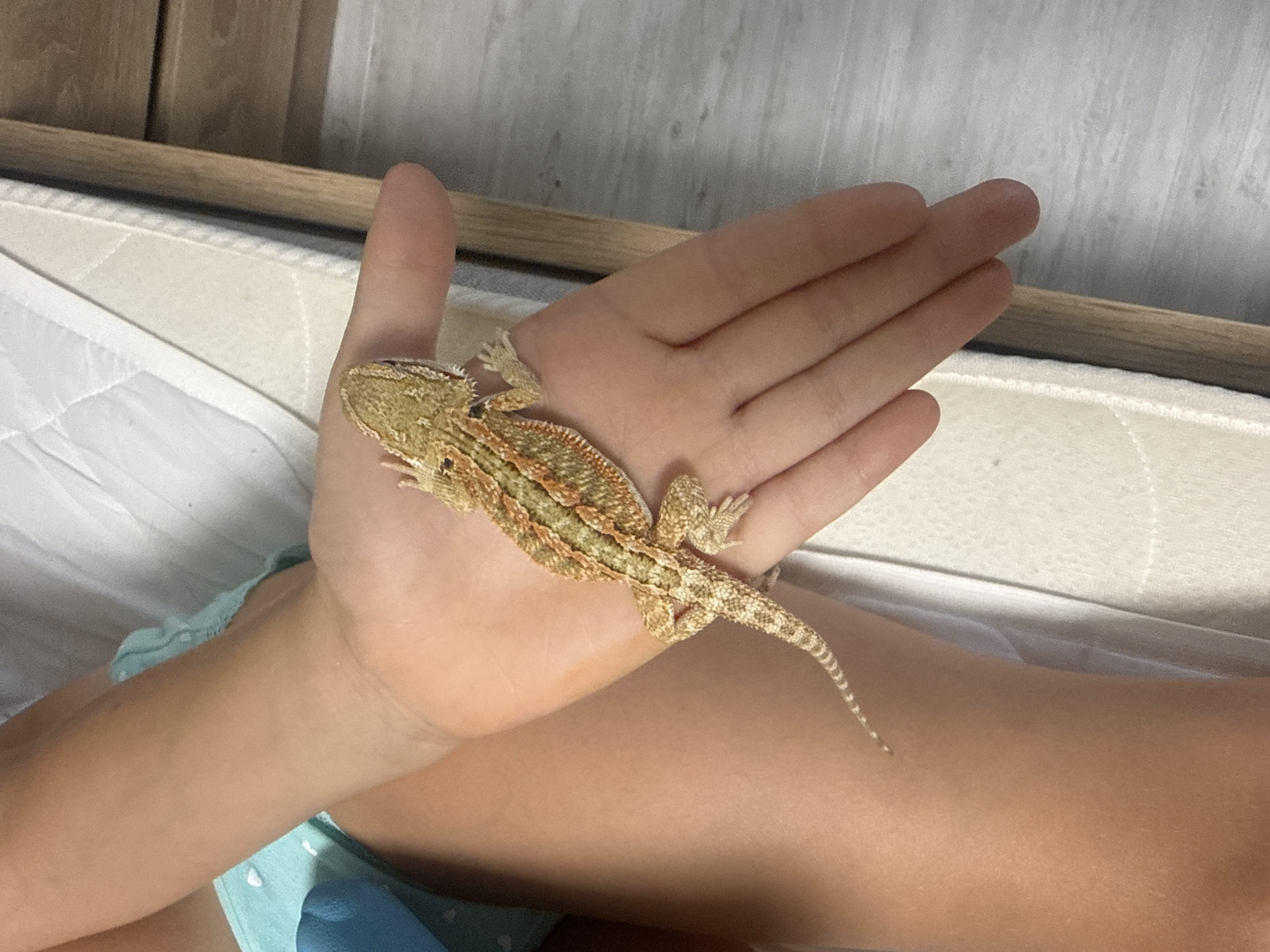 A person's arm and hand, on which a bearded dragon reptile is resting, are shown in the image. The reptile is beige and has intricate patterns on its back and tail. The person's skin tone is tan, and they are wearing blue shorts with white polka dots. The background consists of a mattress and a wooden surface, likely a bed frame. The lighting is natural and appears to be from overhead. The overall scene is casual and intimate, suggesting a domestic setting.