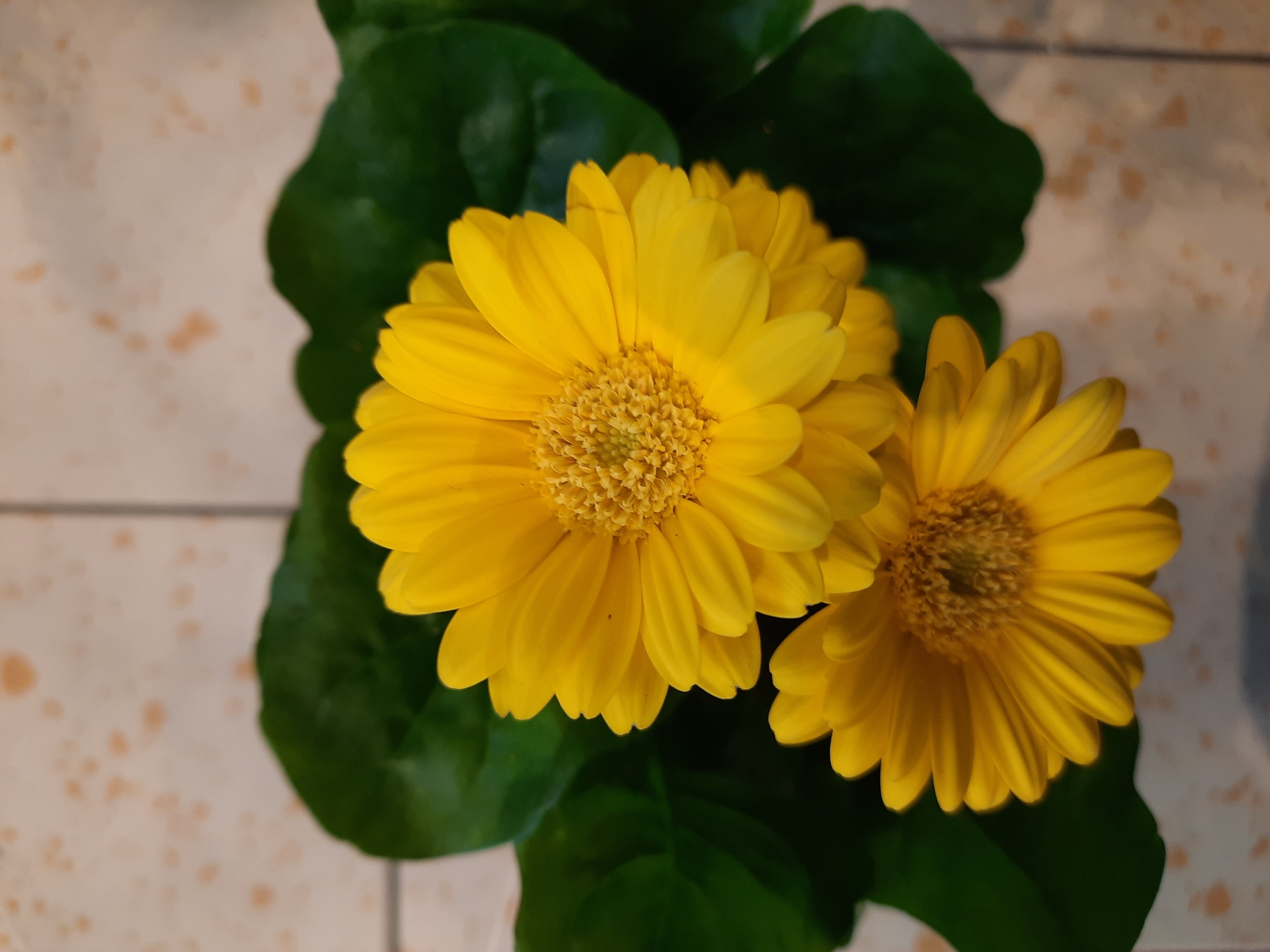 The image depicts two yellow gerbera daisies with green leaves against a tiled background. The daisies are vibrant and show detailed petal structures and central florets. The green leaves are broad and glossy, providing a strong contrast to the yellow of the flowers. The background consists of light-colored tiles with speckled orange-brown markings. The scene is a close-up, top-down view of the flowers. The image does not contain any information about the city of Rosenheim, Germany.