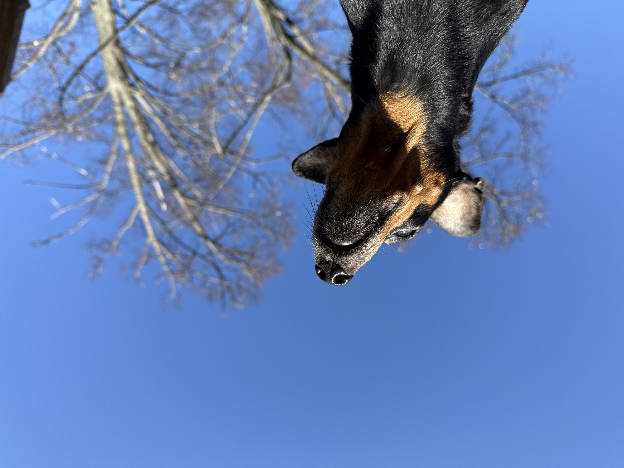 The image shows a low-angle shot of a black and tan dachshund dog with a tree without leaves and a bright blue sky as the background. The dog is positioned upside down in the frame, with its nose pointing towards the center. The tree is slightly out of focus and located in the upper left corner of the image. The environment suggests an outdoor setting, but it isn't possible to establish if it is in Rosstani, Russia from this single image.