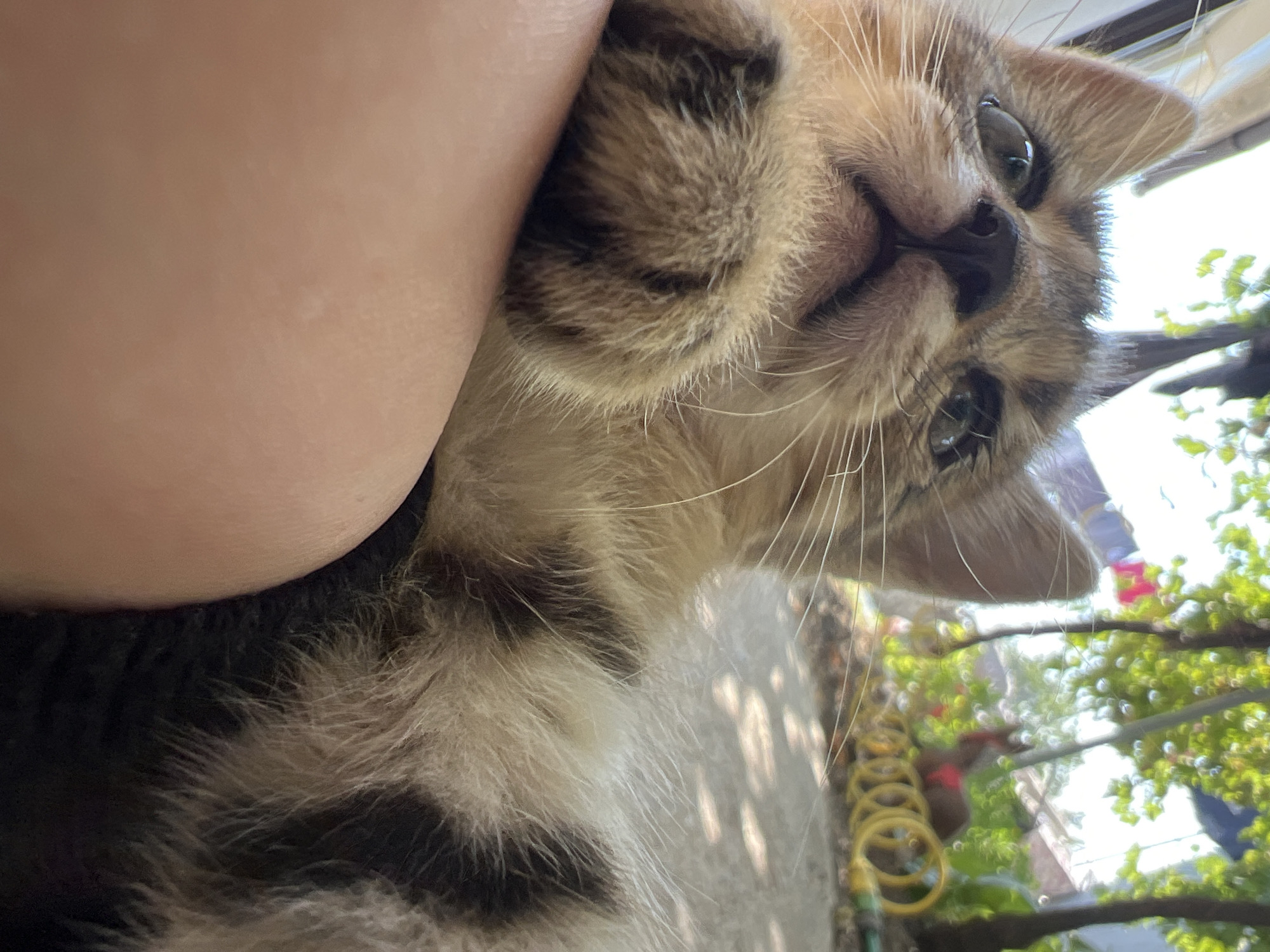 A kitten is being held close to the camera, with its face filling the upper portion of the frame. The kitten has wide, curious green eyes and light brown and grey tabby markings. One of its paws rests on the hand holding it. The background is blurred and appears to be an outdoor setting with sunlight filtering through trees, casting dappled shadows on the ground. There are some indistinct objects in the background, including what appears to be a yellow coiled spring and some red material. The overall impression is a close-up portrait of a young cat in a natural, outdoor environment.