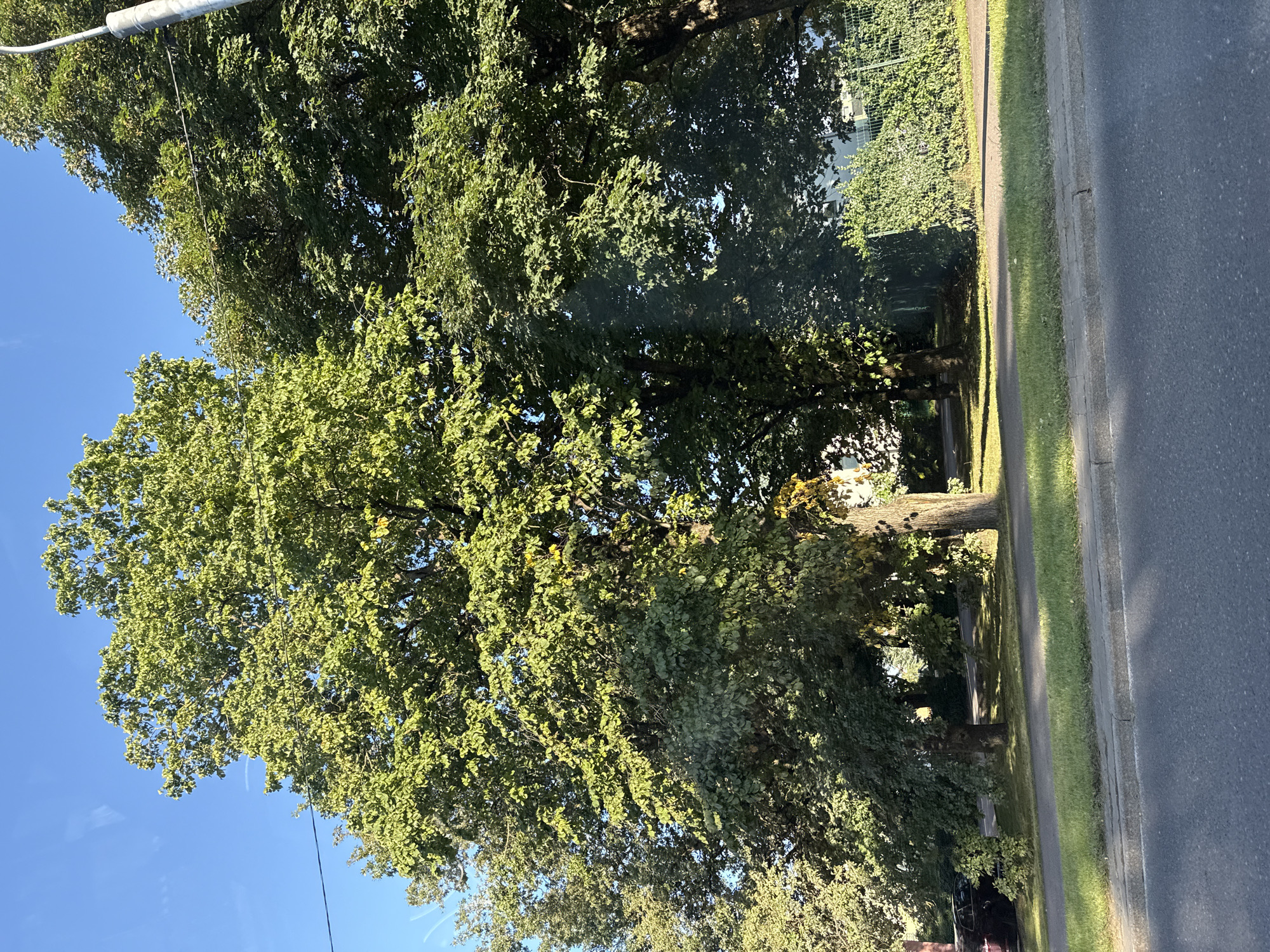 The image shows a row of mature deciduous trees with green foliage, casting shadows on a paved area and a grassy verge. A dark-colored car is partially visible on the left side of the frame. A streetlight with a grey pole stands on the right, with wires running between the trees and the pole. In the background, a dense green hedge runs along a fence. The sky is clear and blue. The scene appears to be a street in Tallinn, Estonia, likely during daylight hours in the summer or early autumn, based on the lush green leaves.