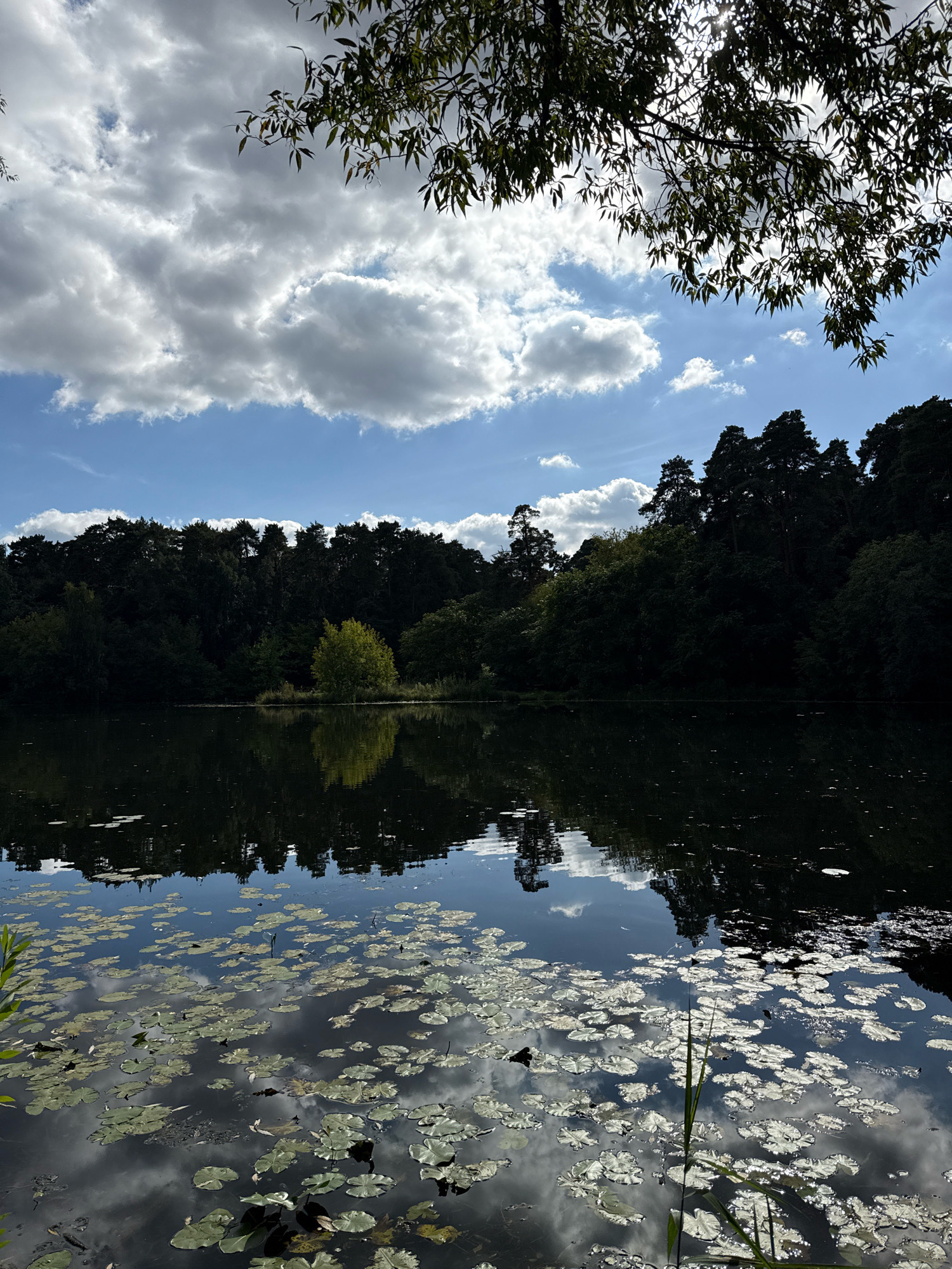 This image depicts a serene lake scene with a dense forest bordering its far side. The sky above is a mix of blue and white clouds, with sunlight filtering through the leaves of a tree in the foreground. The lake's surface is partially covered with lily pads, and the reflections of the sky and trees are visible on the calm water. The overall impression is one of natural tranquility. This scene is located in Moscow, Russia, specifically in a park area.
