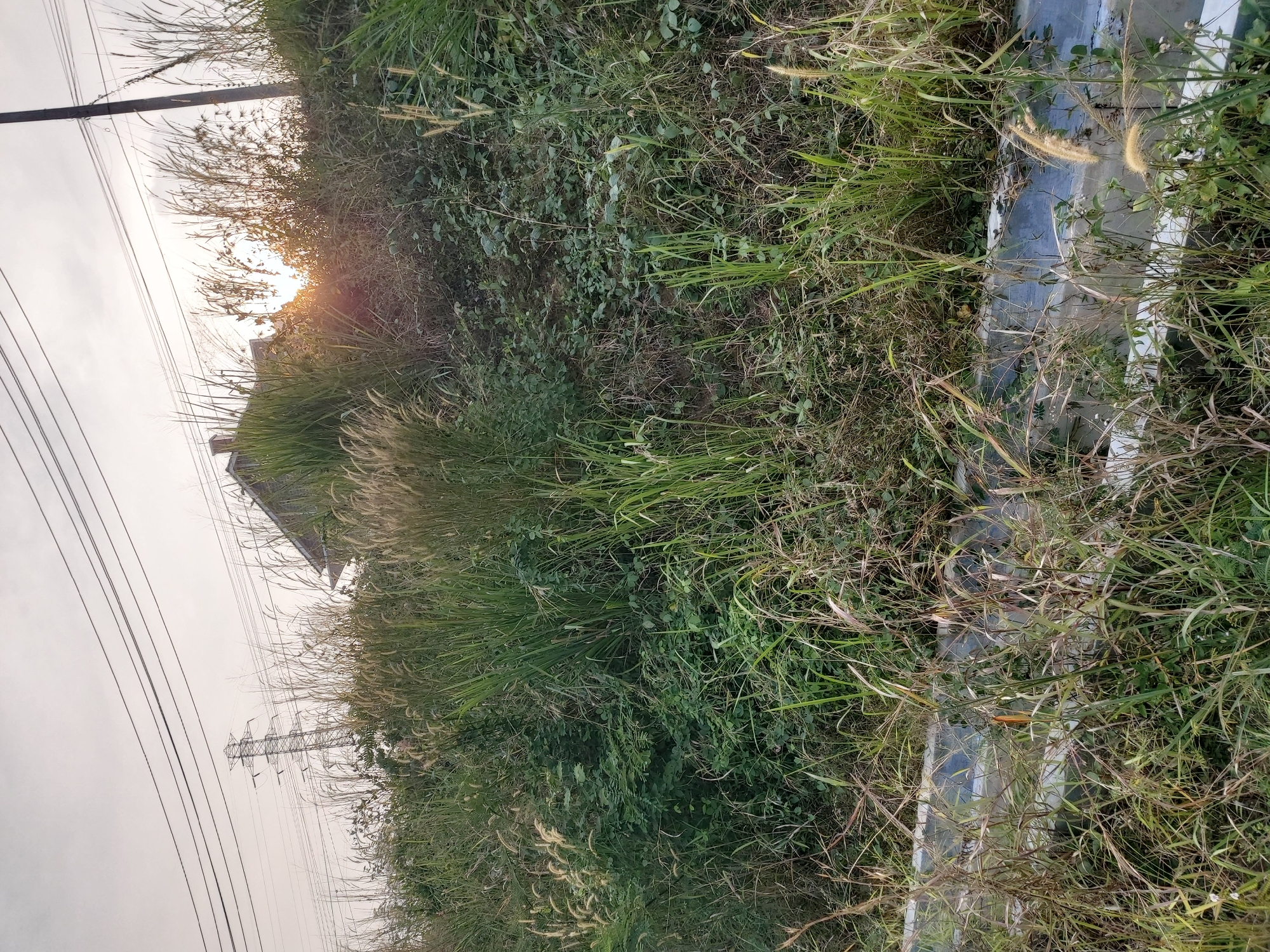 The image depicts an overgrown embankment beside a road, likely in Bandar Lampung, Indonesia. The embankment is densely covered with tall grasses, weeds, and some leafy green vegetation, with plumes of feathery seed heads visible. In the background, a portion of a house with a slanted roof is partially obscured by the foliage, and a tall electricity pylon with numerous overhead power lines dominates the upper left portion of the sky. The sky itself is overcast with the sun setting or rising, casting a warm glow and lens flare through the vegetation. The foreground shows the edge of a road or drainage channel, with concrete or stone borders visible and some debris caught amongst the wild grasses. The scene is untended and naturalistic, suggesting a rural or semi-urban fringe area. There are no people visible in the image.