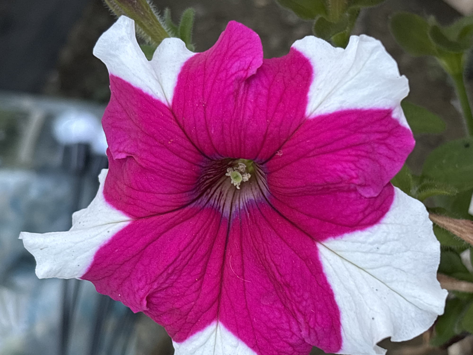 A close-up shot captures a single petunia flower with vibrant pink and white petals. The flower is in full bloom, showcasing its intricate trumpet-like shape and delicate veins. The center of the flower reveals its reproductive parts, with small green pistils and stamens. The petals are ruffled and wavy, with a distinct contrast between the deep pink interior and the white edges. The background is softly blurred, suggesting an outdoor setting. The image does not contain any people or specific landmarks that would indicate its location in Ворошиловка, Kazakhstan. The focus is entirely on the natural beauty of the flower.