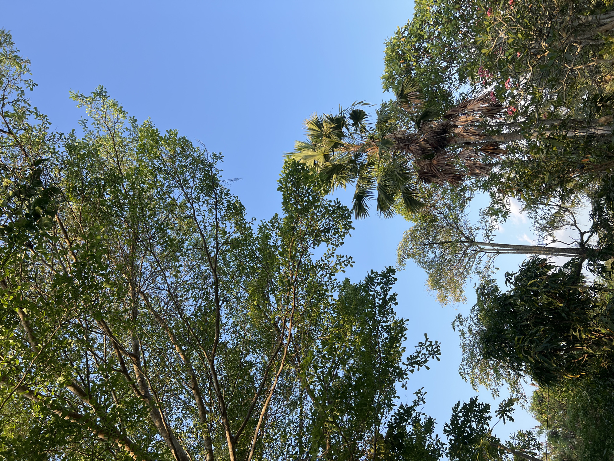 In Tlogoadi, Indonesia, a clear blue sky serves as the backdrop for a collection of trees. The foliage is dense and varied, with large trees dominating the foreground and middle ground. In the upper left quadrant, a broad-leafed tree extends its branches, casting dappled shadows. To the right of this, a palm tree stands tall, its fronds fanned out against the sky, with a few dried fronds hanging from its trunk. Other trees with lush green leaves and some flowering bushes with pink blossoms are visible. The overall scene is natural and verdant.