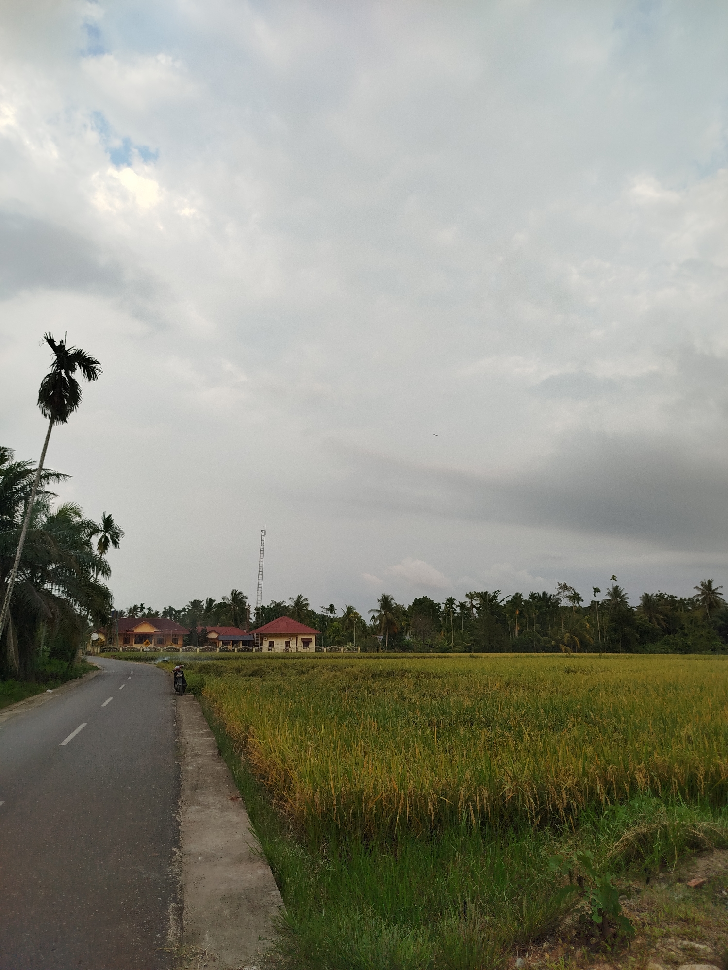 The image presents a view in Tanjonghajimuda, Indonesia. A paved road runs alongside a lush, mature rice paddy field. A parked motorcycle is visible on the side of the road. In the background are several buildings with red-tiled roofs and a communications tower, surrounded by trees. The sky is overcast with heavy clouds.