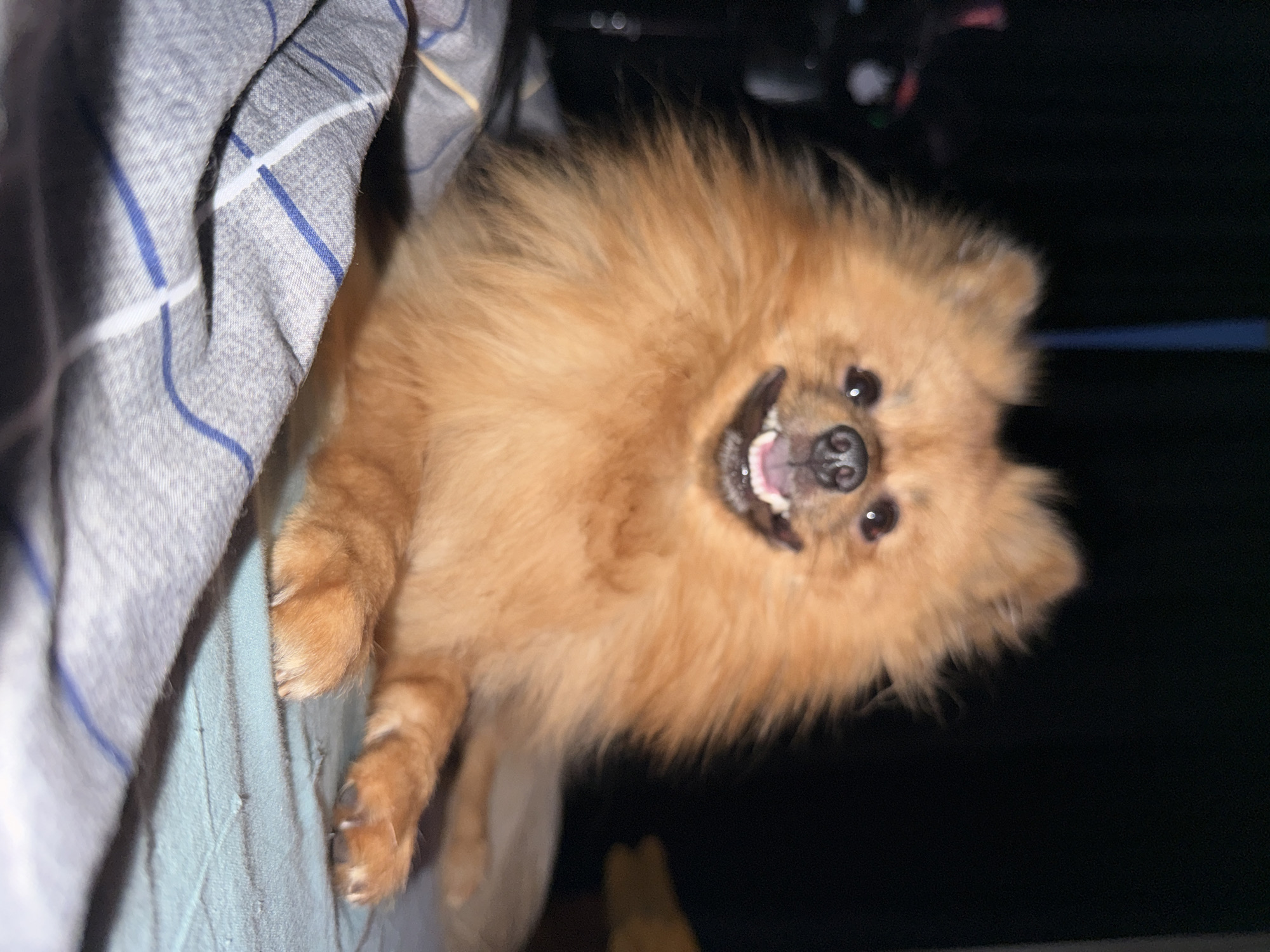 A small, fluffy, orange-brown dog, likely a Pomeranian, is the central subject of this close-up image. The dog's head is angled towards the upper right, and it looks directly at the camera with a playful, happy expression, its mouth slightly open to reveal its teeth and pink tongue. Its dark eyes appear bright and engaged. The dog's body extends diagonally downwards to the left, with its paws resting on a light green or teal fabric.
On the left side of the frame, a grey fabric with a blue and white plaid or striped pattern is prominently featured, appearing to be draped bedding or a blanket. The overall arrangement suggests the dog is playfully peeking out from under or behind these textiles. The background on the right and top portions of the image is very dark, almost black, indicating low-light conditions, likely an indoor setting at night or in a dimly lit room. A faint, thin blue line or cord is visible horizontally in the dark background on the right. Some indistinct, blurry shapes can also be seen in the upper dark area. The scene conveys a moment of canine cheerfulness and curiosity within a domestic environment in Khimki, Russia. No text is visible in the image.