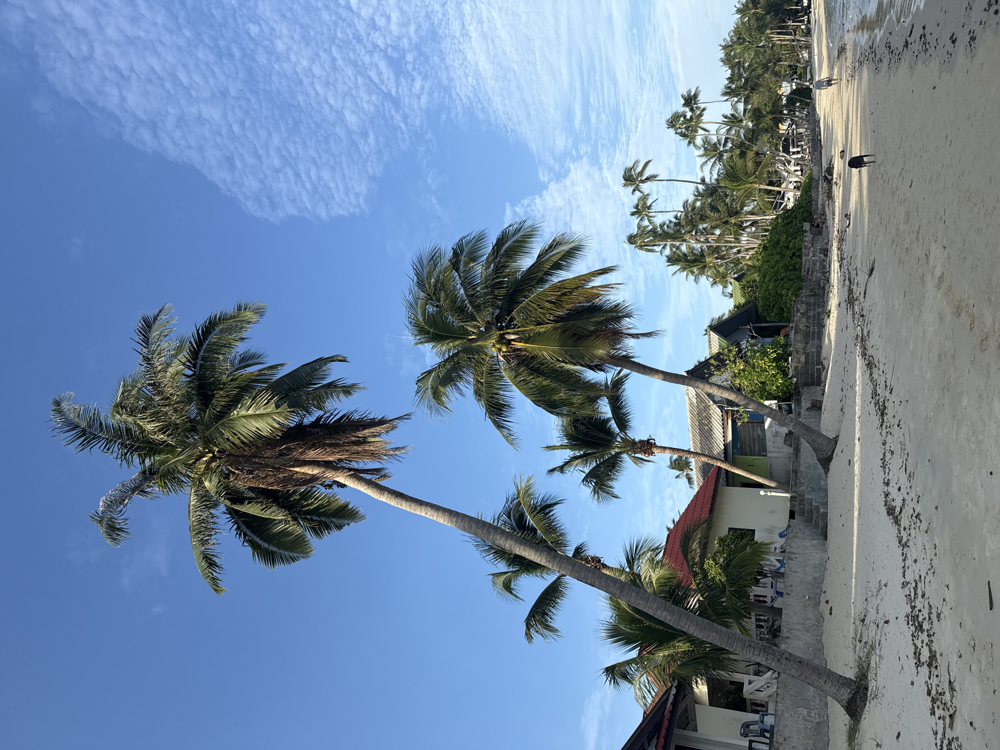 The image depicts a tropical beach scene in the Ko Samui District of Thailand, under a clear blue sky with scattered white clouds. The foreground features a sandy beach with some debris. Several palm trees, some leaning significantly, are prominent, with lush green fronds. Behind the palm trees, there are small buildings with red and gray roofs, suggesting a resort or residential area. In the mid-ground, a person is walking on the beach, accompanied by a dark-colored dog. Further down the beach, more palm trees and buildings are visible, with a body of water to the right. The lighting suggests it is daytime, likely morning or afternoon.