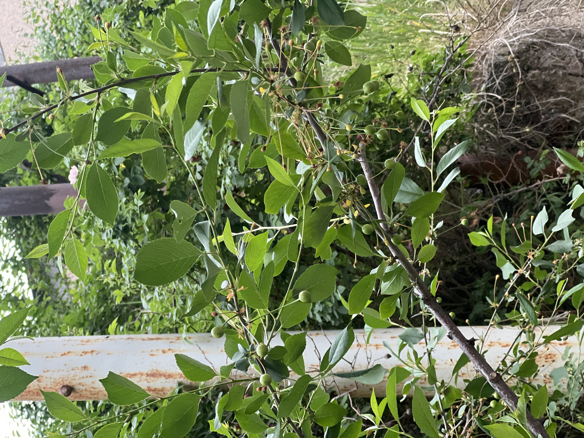 The image shows a close-up of a tree branch with green leaves and unripe green fruits. The branch is situated in front of a rusty white metal structure. The background consists of other trees and vegetation. The scene appears to be outdoors and the location is Yerevan, Armenia. There are no people visible in the image.