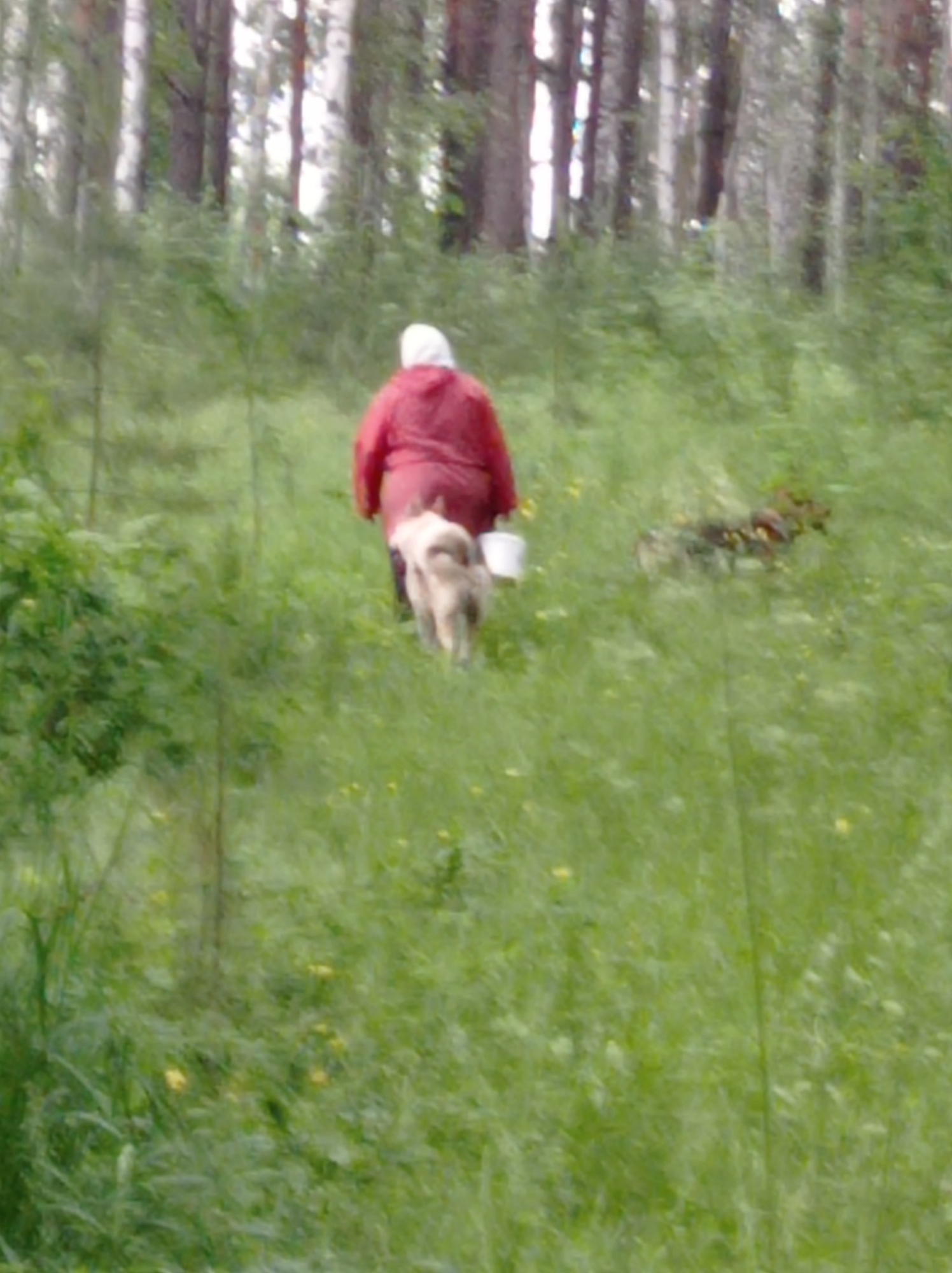 A person wearing a red hooded jacket and a white head covering walks through a grassy field. A medium-sized, light-colored dog with a bushy tail walks beside and slightly behind the person. The person is holding a white bucket in their left hand. The environment is a natural landscape with trees in the background. The lighting suggests it is daytime.
