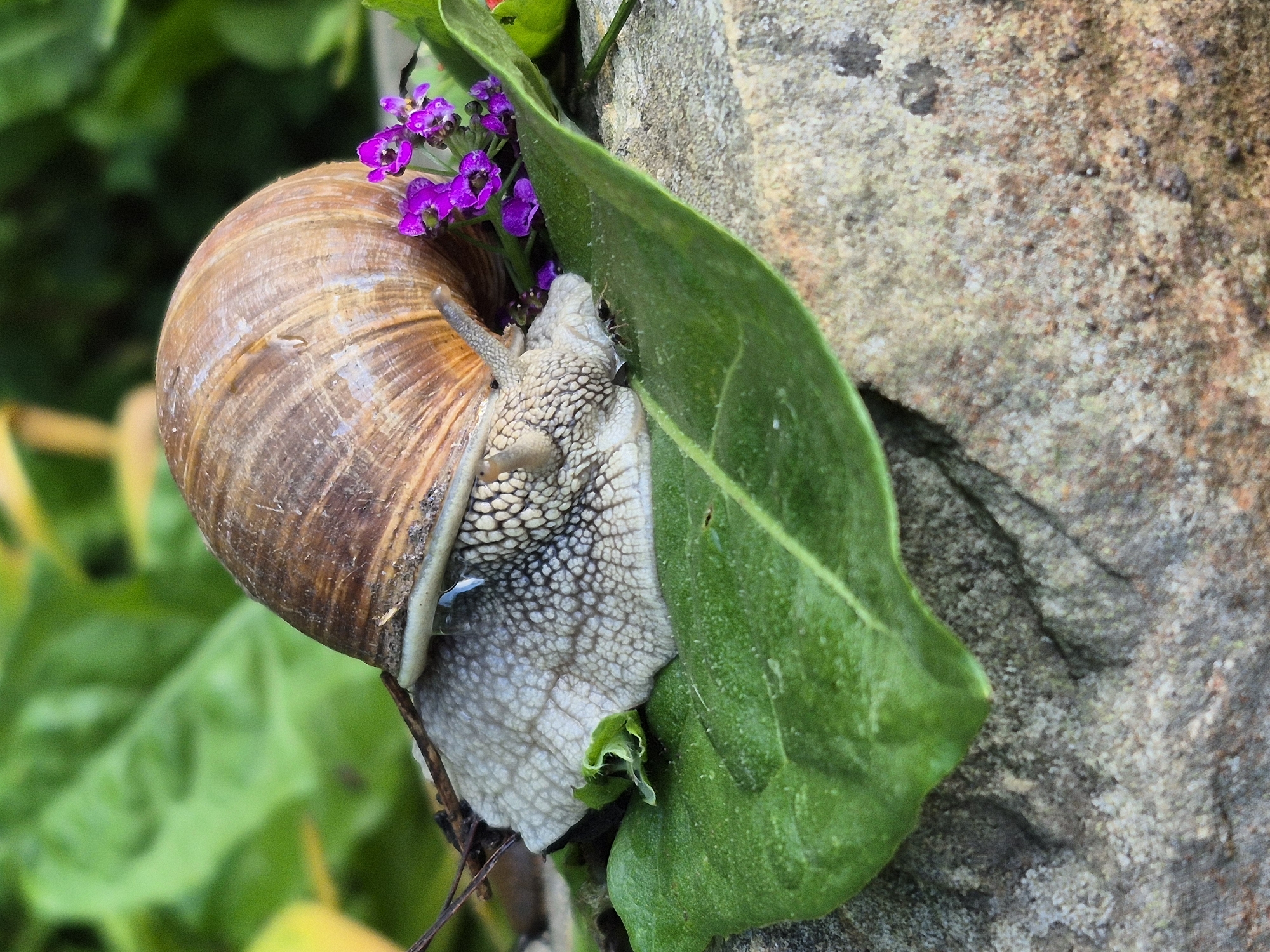 A close-up shot captures a snail with its shell on the left side of the frame. The snail's body, a textured beige and grey, is extended, gripping onto a vibrant green leaf. The leaf curves around the snail, partially obscuring its body. In the upper left corner, a cluster of small, bright purple flowers adds a pop of color to the scene. The background is a blur of lush green foliage, suggesting an outdoor, natural environment. To the right of the snail and leaf, a rough, textured, light brown rock surface dominates the background. The lighting appears to be natural, possibly daylight, casting subtle shadows and highlighting the textures of the snail's shell, body, the leaf, and the rock. There is no visible text in the image.