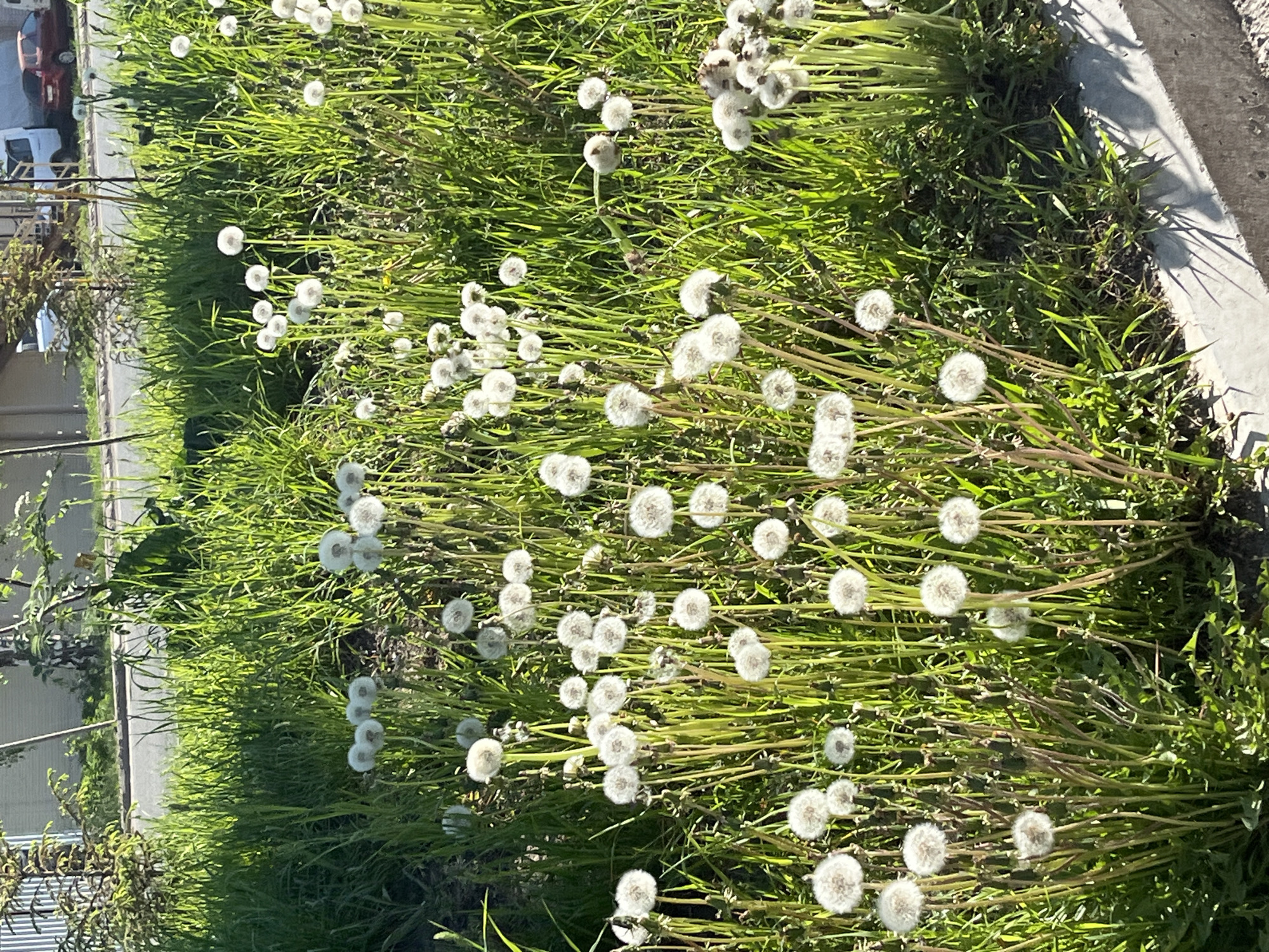 The image depicts a patch of dandelions in the seed-head stage, growing among tall green grass along a roadside in Chaikovsky, Russia. The location is suggested by the presence of a street, vehicles, and a building in the background. The dandelion seed heads are white and fluffy, contrasting against the green vegetation. The area is brightly lit, indicating daytime. A concrete curb borders the area of dandelion growth.
