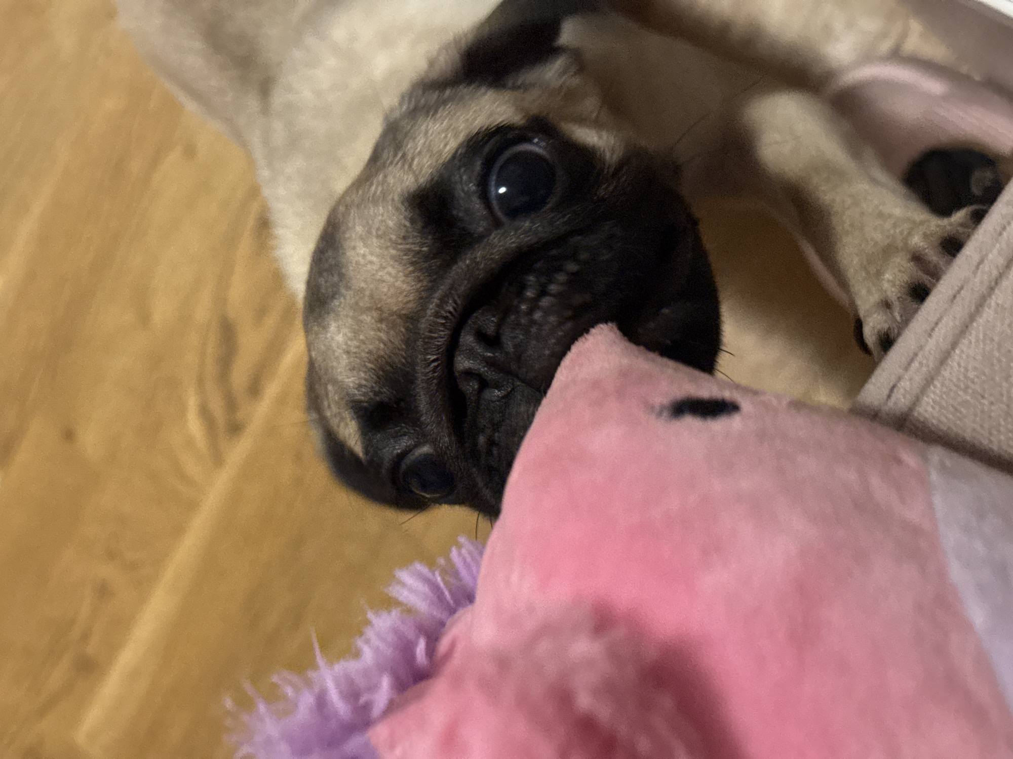 A pug puppy is playing with a pink toy. The puppy is on a wooden floor. The puppy is a light brown color with a black face. The toy is pink and fuzzy with purple accents. The puppy is holding the toy in its mouth. The scene is indoors.