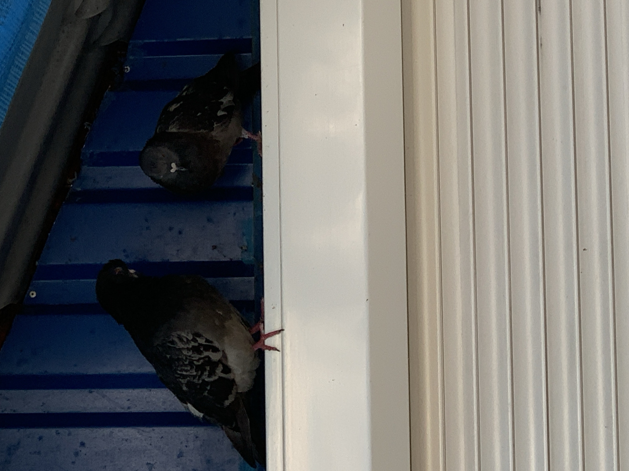 Two pigeons are perched on a white ledge in front of a blue corrugated metal structure. The pigeon on the left is facing away from the camera, with its head turned to the left. Its body is dark gray and white, with some light-colored markings on its wings. The pigeon on the right is facing the camera, with its head tilted down. It is also dark gray and white, with some lighter markings on its wings. The background is a blue corrugated metal wall. Below the ledge is a set of horizontal blinds. This scene appears to be an outdoor setting, possibly a window or an overhang, and is consistent with urban environments found in the city of Sumy, Ukraine.