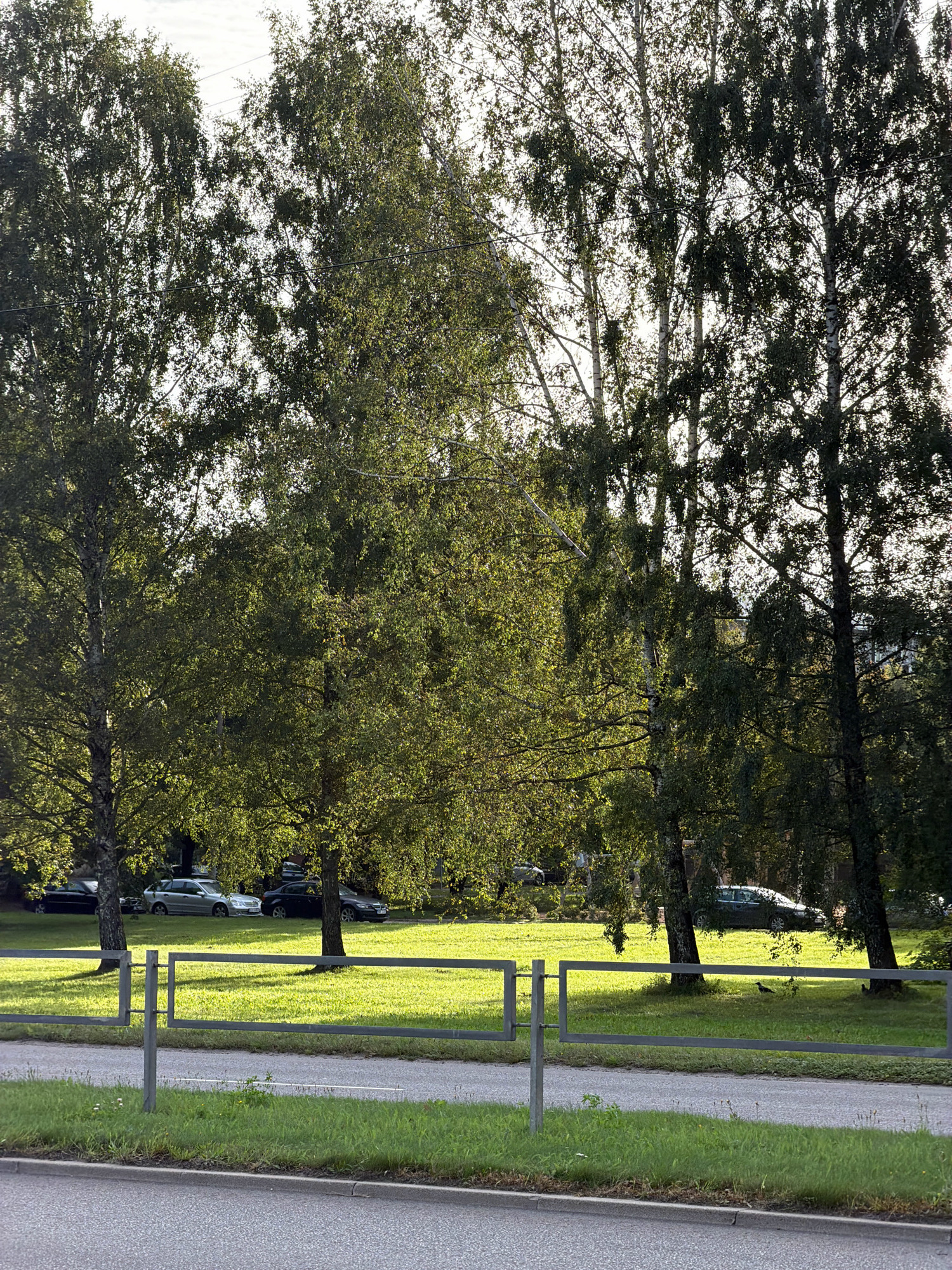 The image depicts a sunlit scene in a park-like area in Riga, Latvia, characterized by a row of mature trees with green foliage, some casting shadows on a well-maintained lawn. In the background, several cars are parked on what appears to be a street or parking lot obscured by the trees. A simple metal fence runs horizontally across the foreground, separating the paved area from the grassy expanse. The sky is visible through the branches of the trees, with hints of clouds.