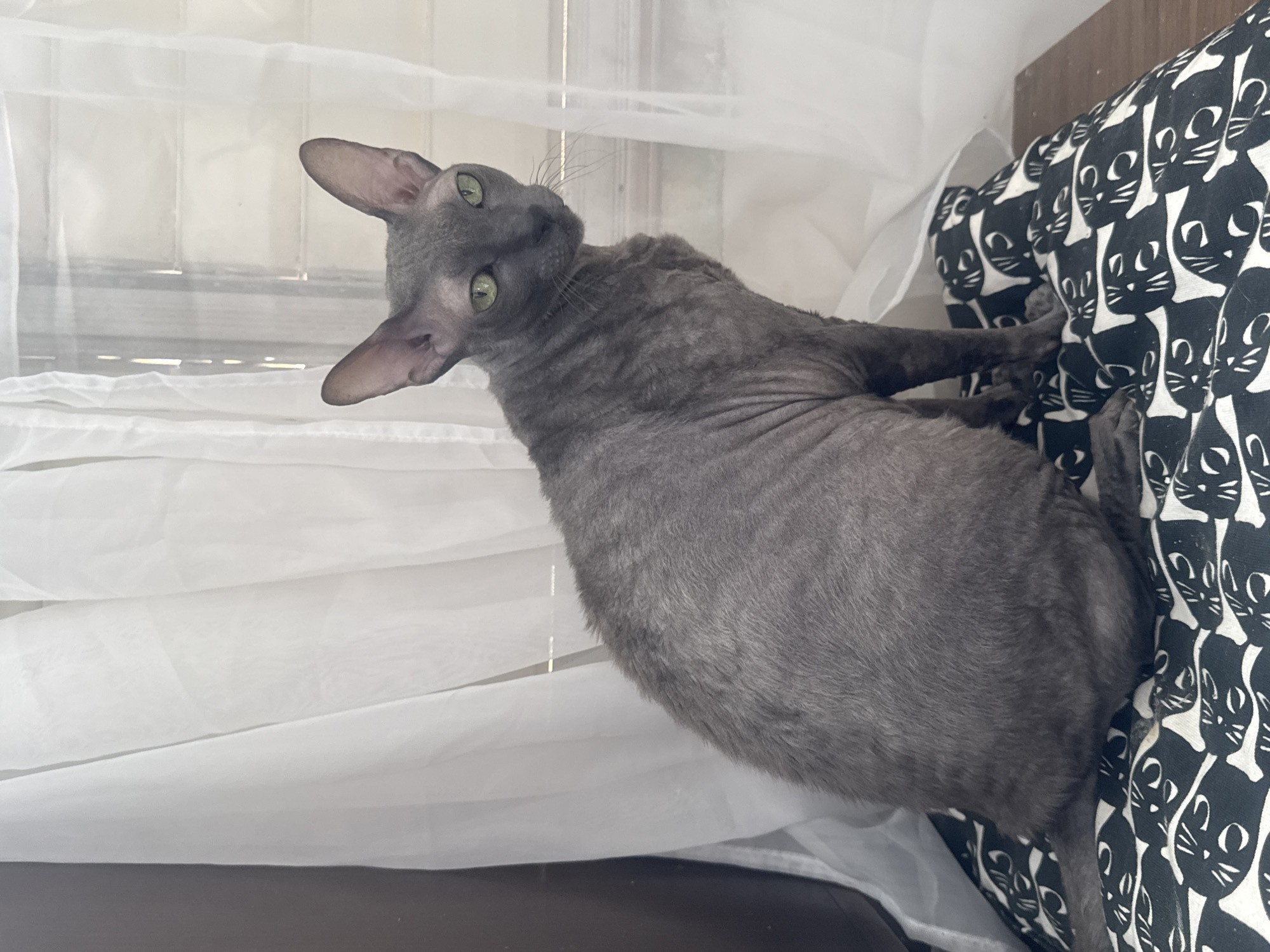 A grey Sphynx cat is sitting on a black and white patterned cushion in front of a white curtain and a window. The cat has large ears and green eyes and is looking to the right. The cushion is on a wooden surface. The environment appears to be indoors, possibly a home in Ramat Gan, Israel.