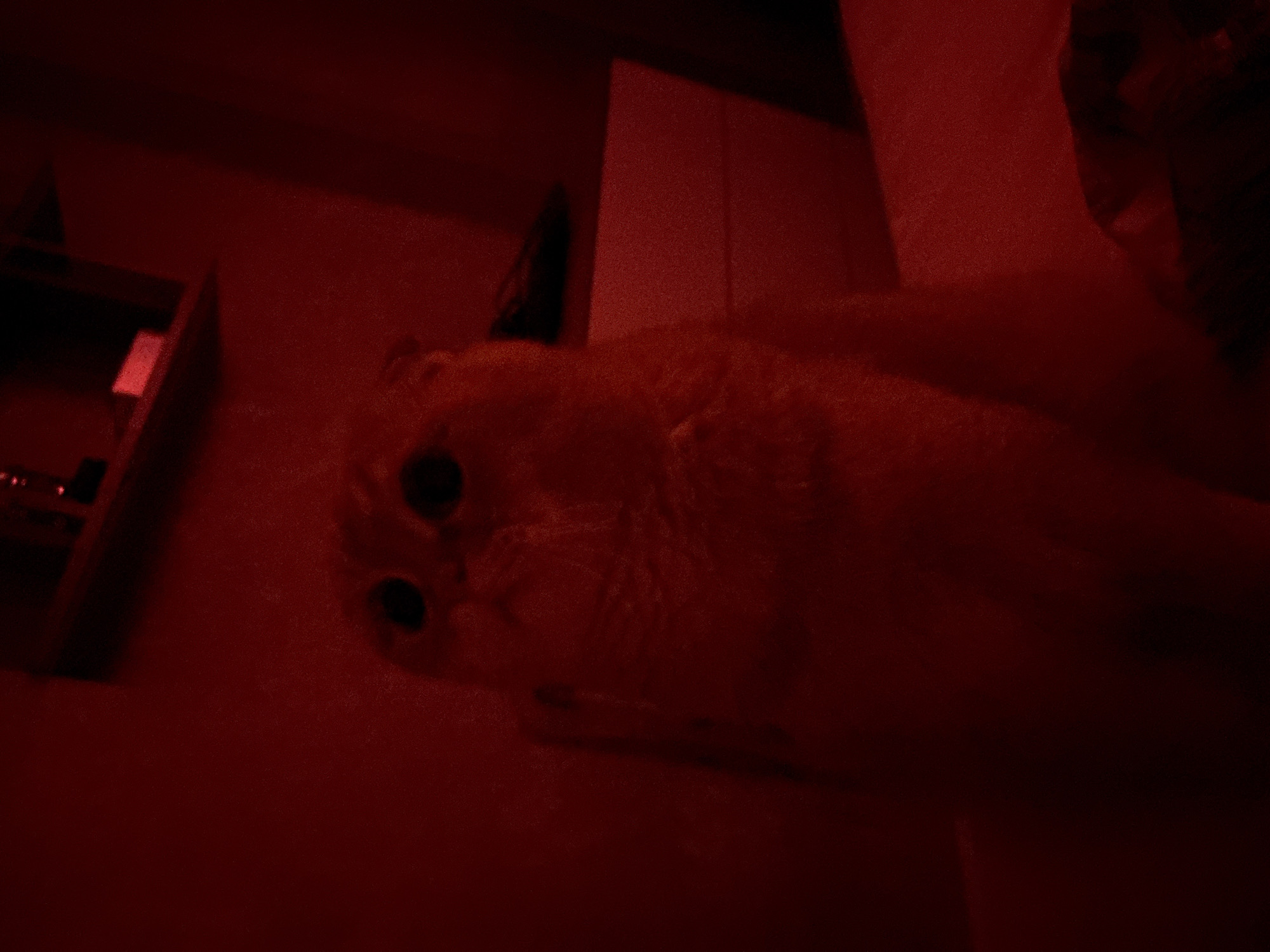 An indoor, low-light, red-toned photograph shows a Scottish Fold cat with large, dark eyes and flattened ears. The cat is positioned centrally, facing slightly upwards. Behind the cat, a white dresser with drawers is visible, partially obscured. Above the dresser, a dark shelf holds indistinct objects. The overall scene suggests a domestic indoor environment, possibly a bedroom, with artificial red lighting dominating the scene.