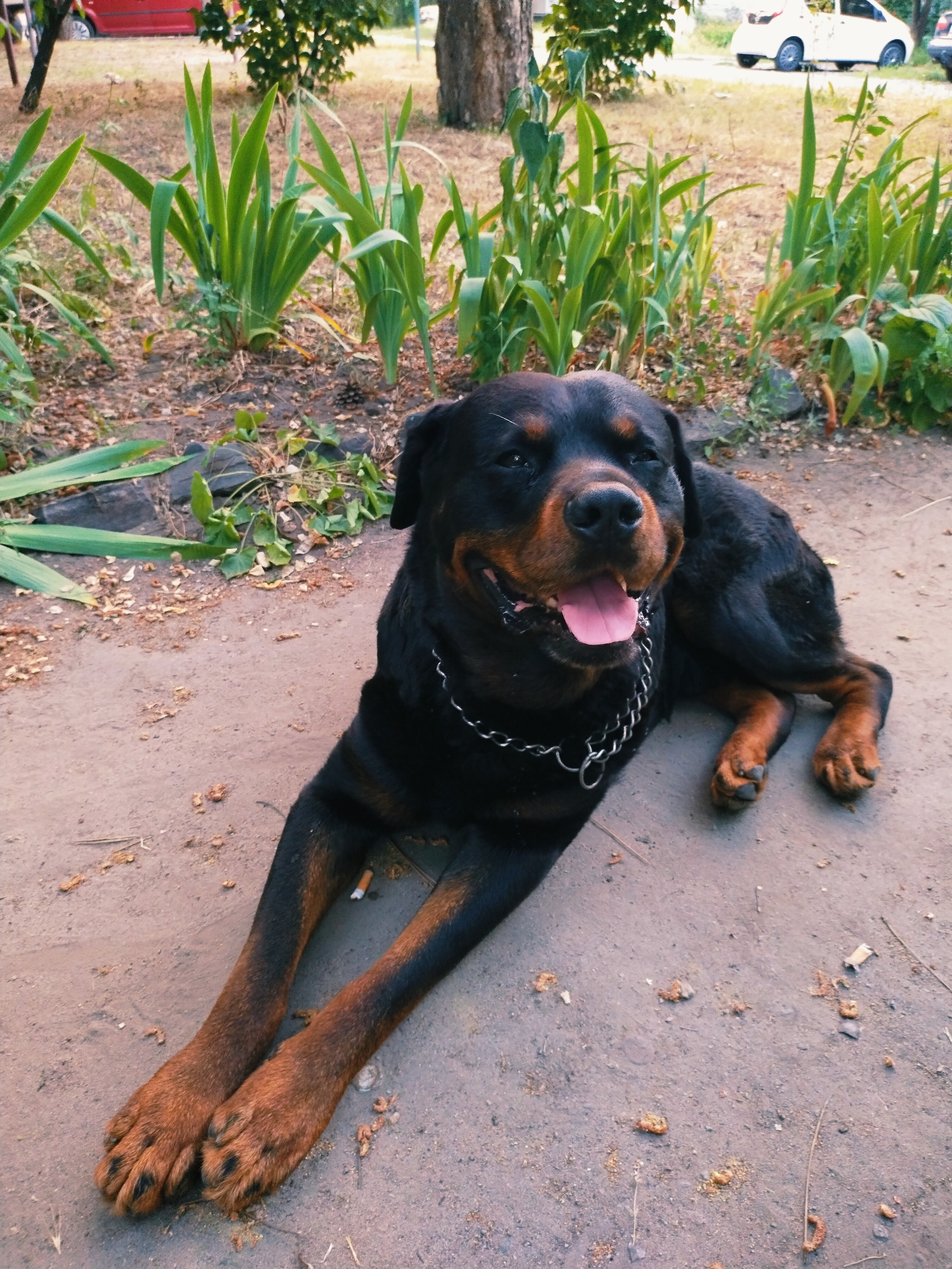 A Rottweiler dog is lying on the ground, panting with its tongue out. The dog is black and tan with a silver chain collar. Its front paws are stretched out in front of it, and its back legs are tucked underneath its body. The dog appears to be relaxed and happy.
The background of the image is a park or outdoor area. There are green plants and trees in the background, as well as a red car and a white car parked in the distance. The ground is covered in dirt and fallen leaves. The lighting suggests it is daytime, and the weather appears to be warm and sunny.
The overall scene is one of a dog enjoying a relaxing day outdoors. The dog's expression suggests it is content and comfortable. There is no visible text in the image.