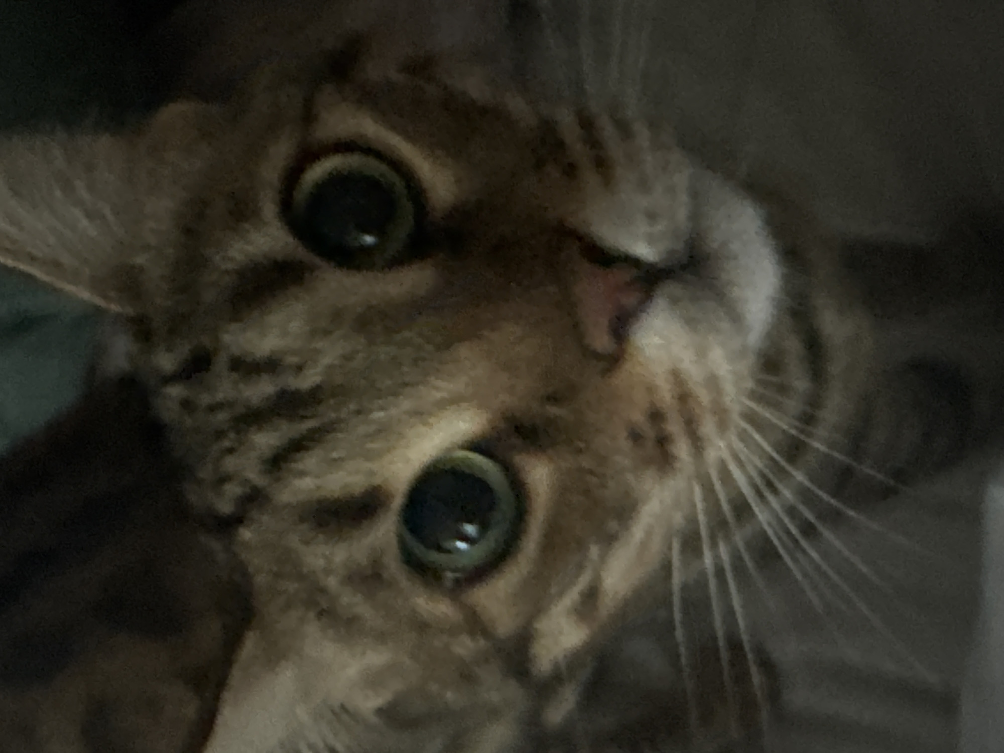 A close-up photograph shows the face of a tabby cat with large, round, green eyes and a pink nose. The cat's head is tilted, filling most of the frame. The fur is light brown with darker stripes. Long white whiskers extend from its muzzle. The background is blurry and dark, offering no information about the location. There is no indication of the location being in Votkinsk, Russia.