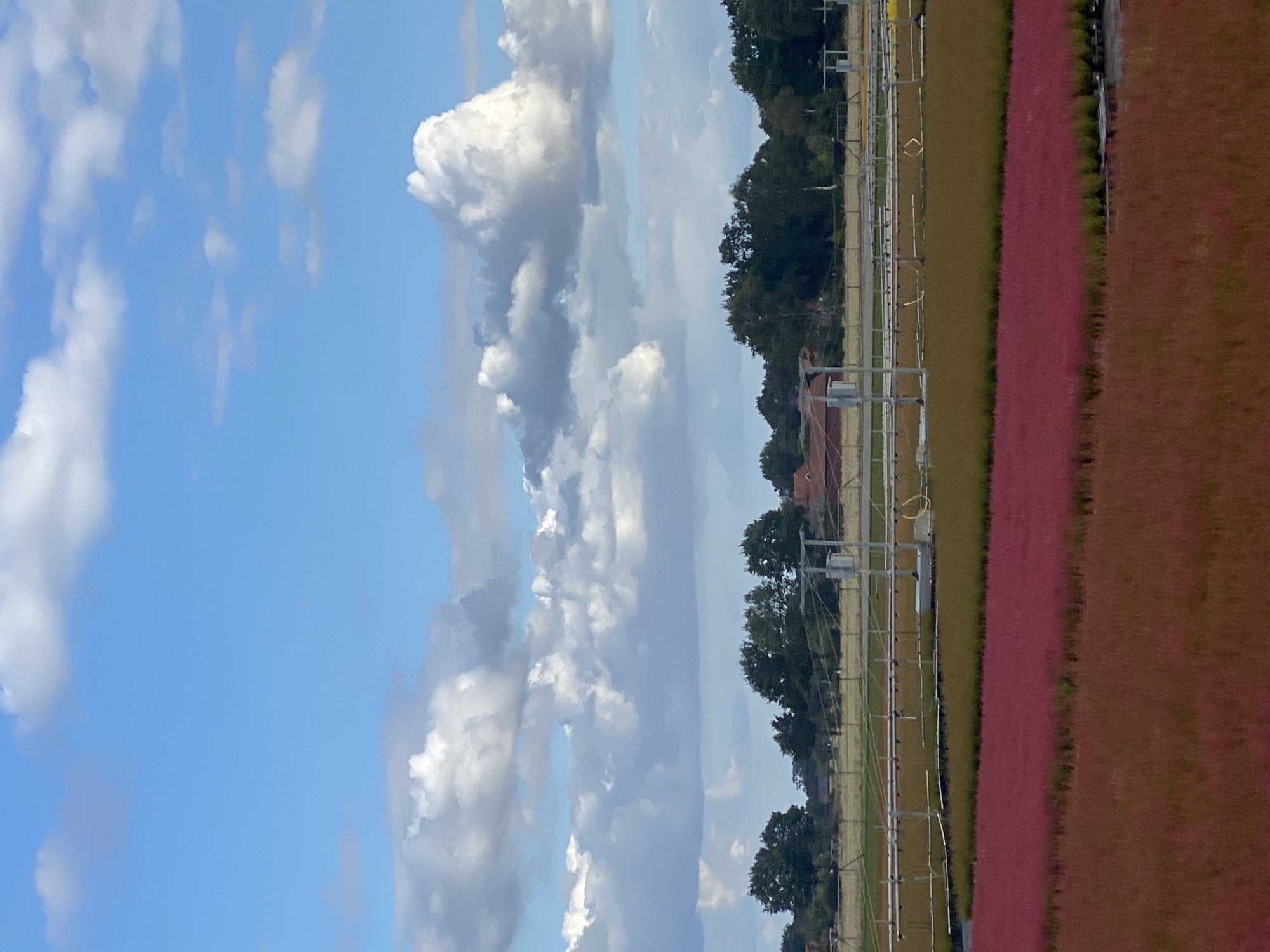 This is a photograph of a field of kochia plants in the city of Schwarme, Germany. The plants are in various stages of autumn color, with some a vibrant pink and others a rusty red. In the background, there is a line of trees and a few buildings. The sky is blue with scattered white clouds. There are no people or animals visible in the image. The scene appears to be a cultivated field, likely a tourist attraction known for its kochia displays.